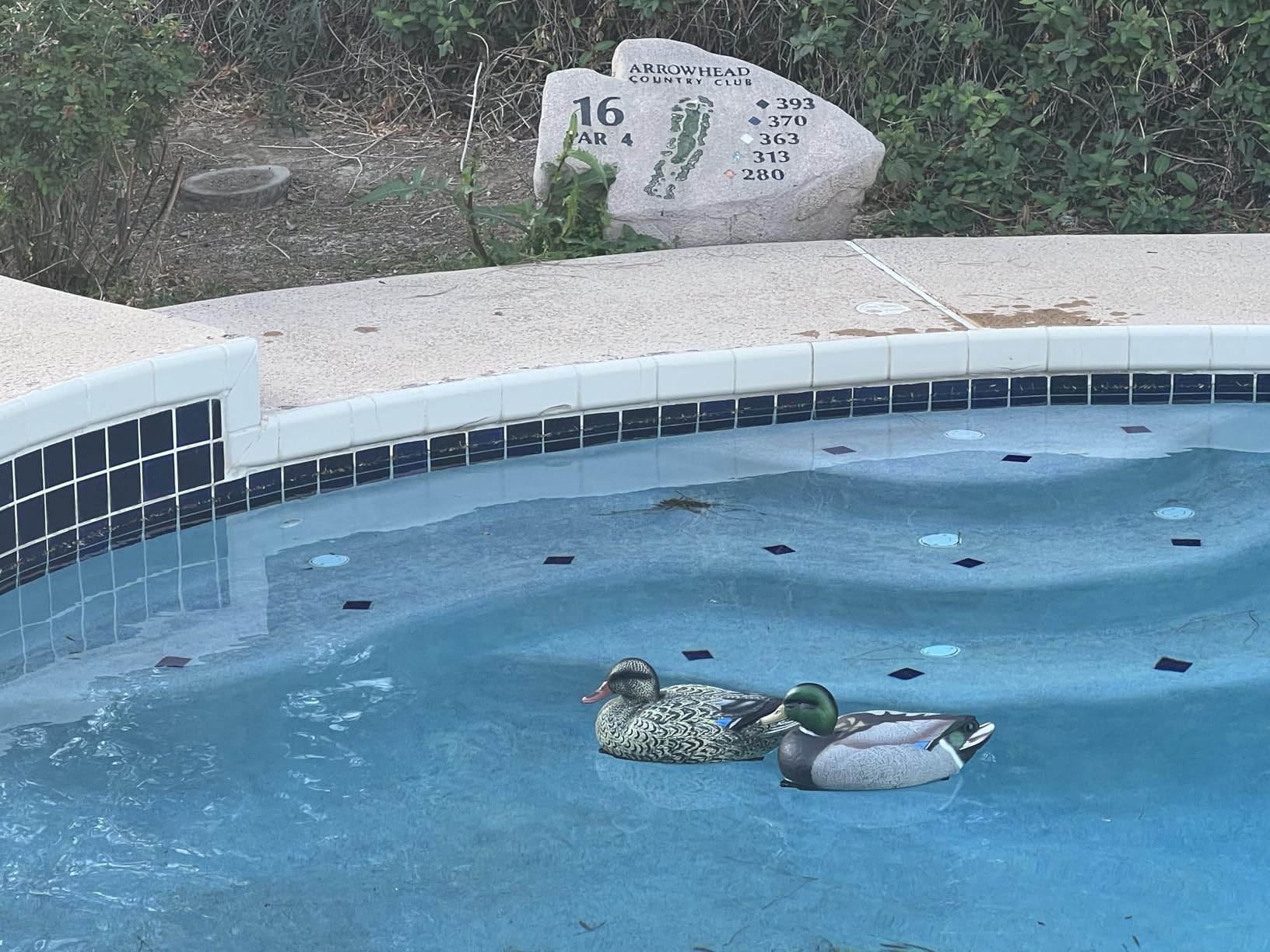 RioRand Realistic Plastic Duck Hunting Decoy Garden Decor customer photo 2