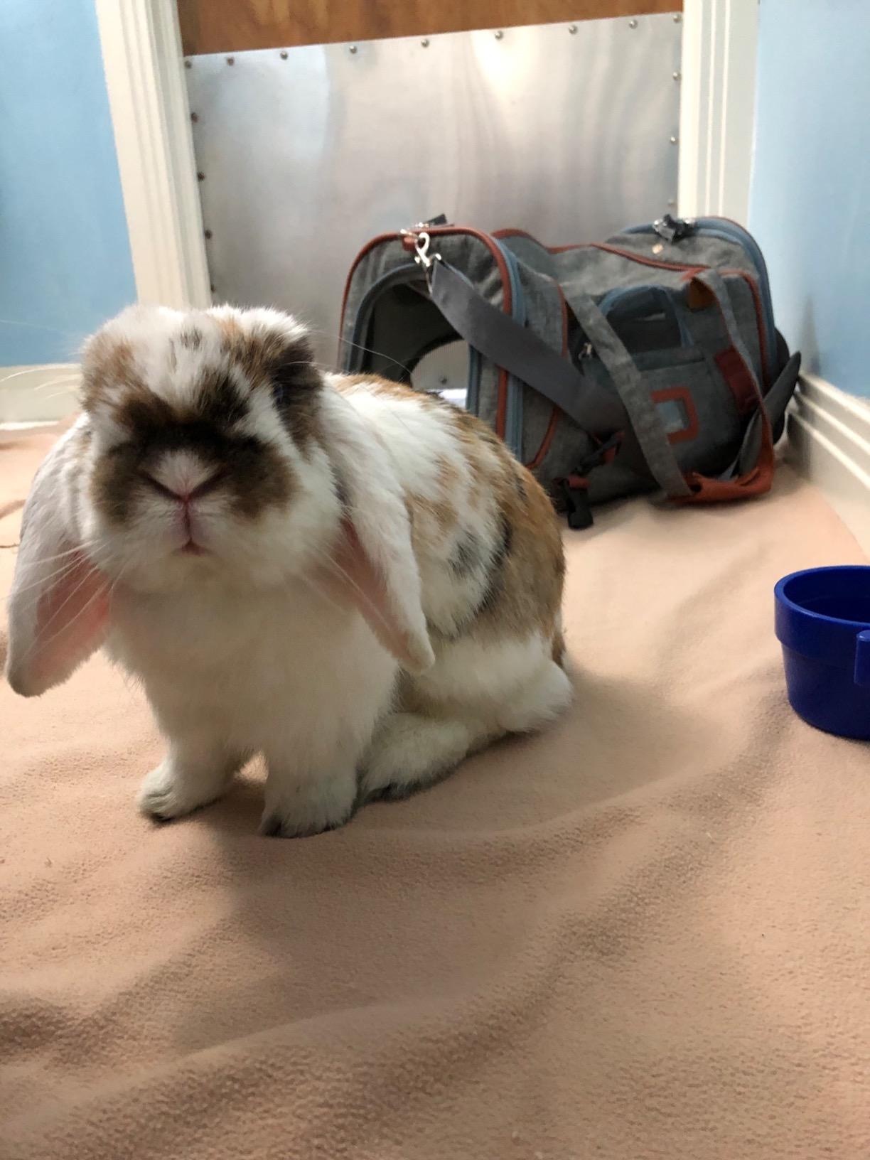 Mr. Peanut's Airline Approved Soft Sided Pet Carrier, Low Profile Gold Series Tote, Premium Brand Self Locking Zippers, Under Seat Compatibility, Plush Faux Fleece Bedding with a Sturdy Plywood Base customer photo 1