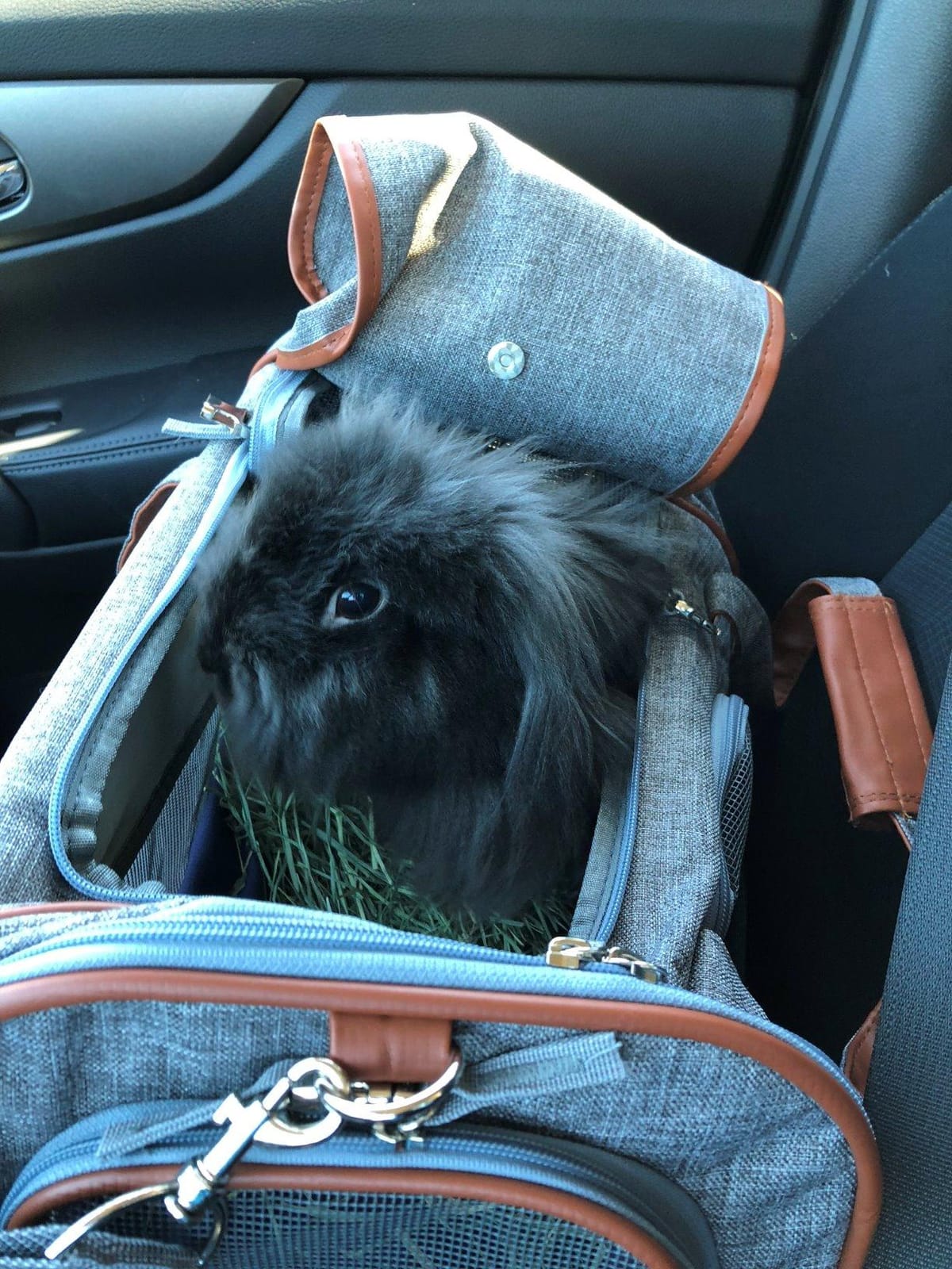 Mr. Peanut's Airline Approved Soft Sided Pet Carrier, Low Profile Gold Series Tote, Premium Brand Self Locking Zippers, Under Seat Compatibility, Plush Faux Fleece Bedding with a Sturdy Plywood Base customer photo 2