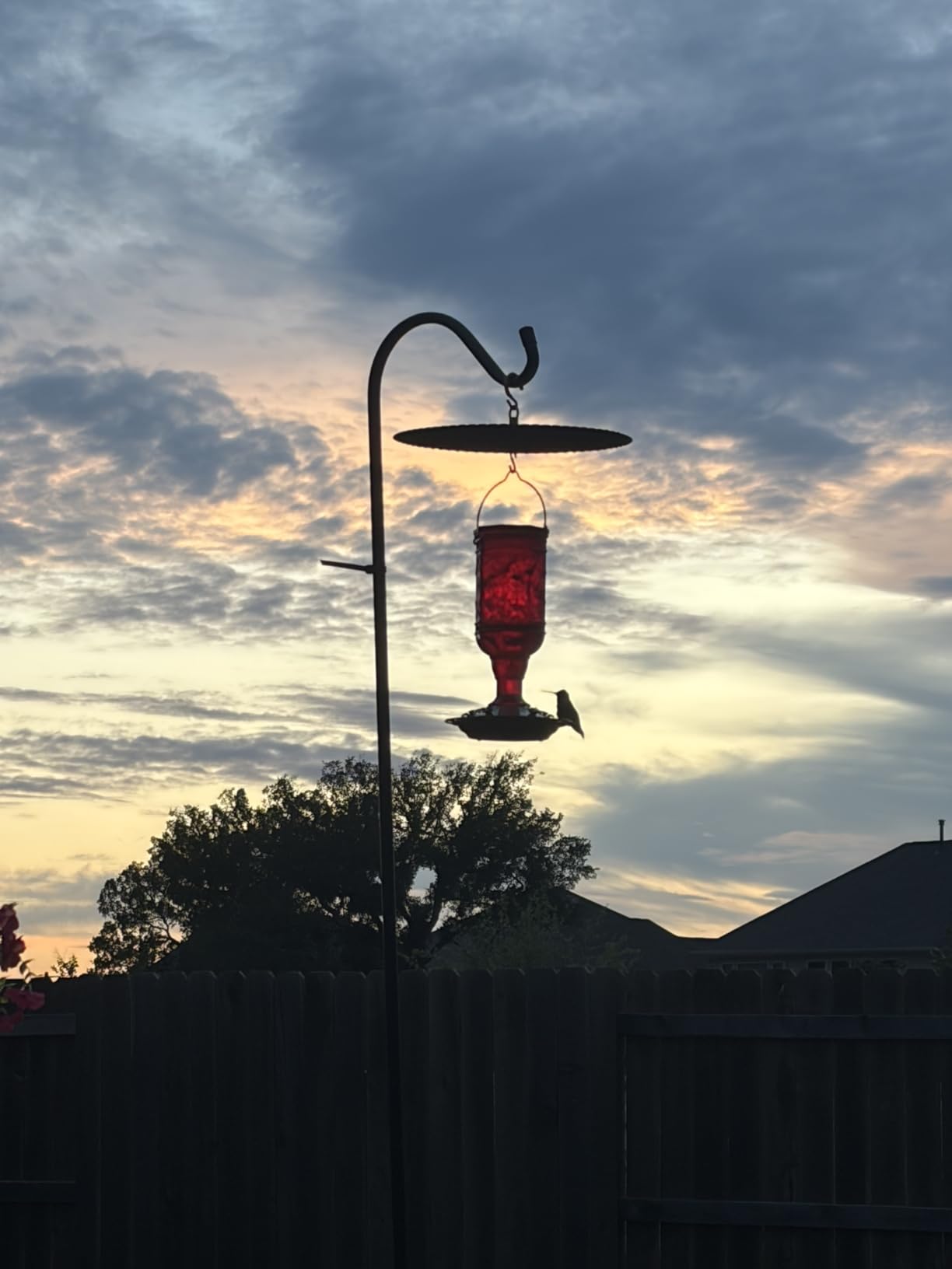 More Birds Red Jewel Hummingbird Feeder, Glass Bottle, 5 Feeding Ports and 20-Ounce Nectar Capacity (76IN) customer photo 2