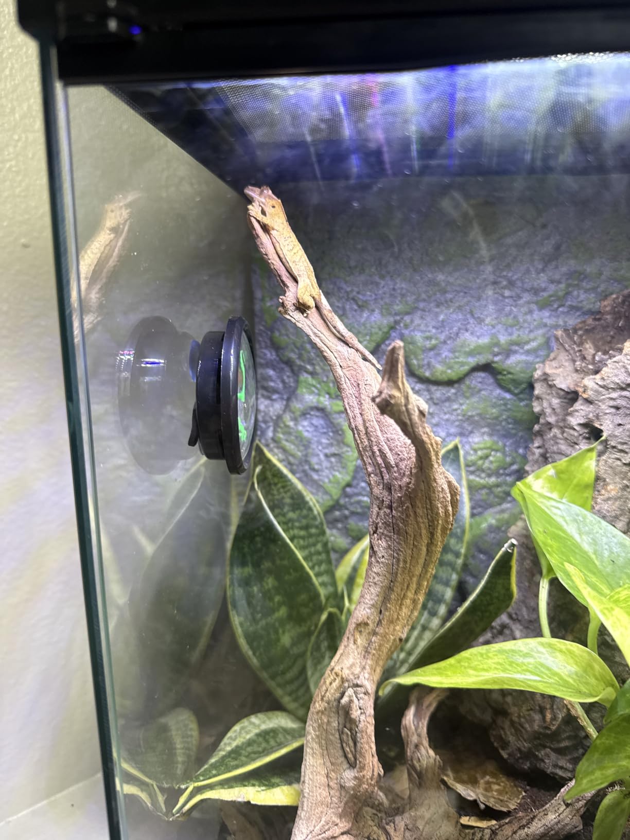 Zilla 11 Gallon Glass Tropical Vertical Terrarium Kit customer photo 2