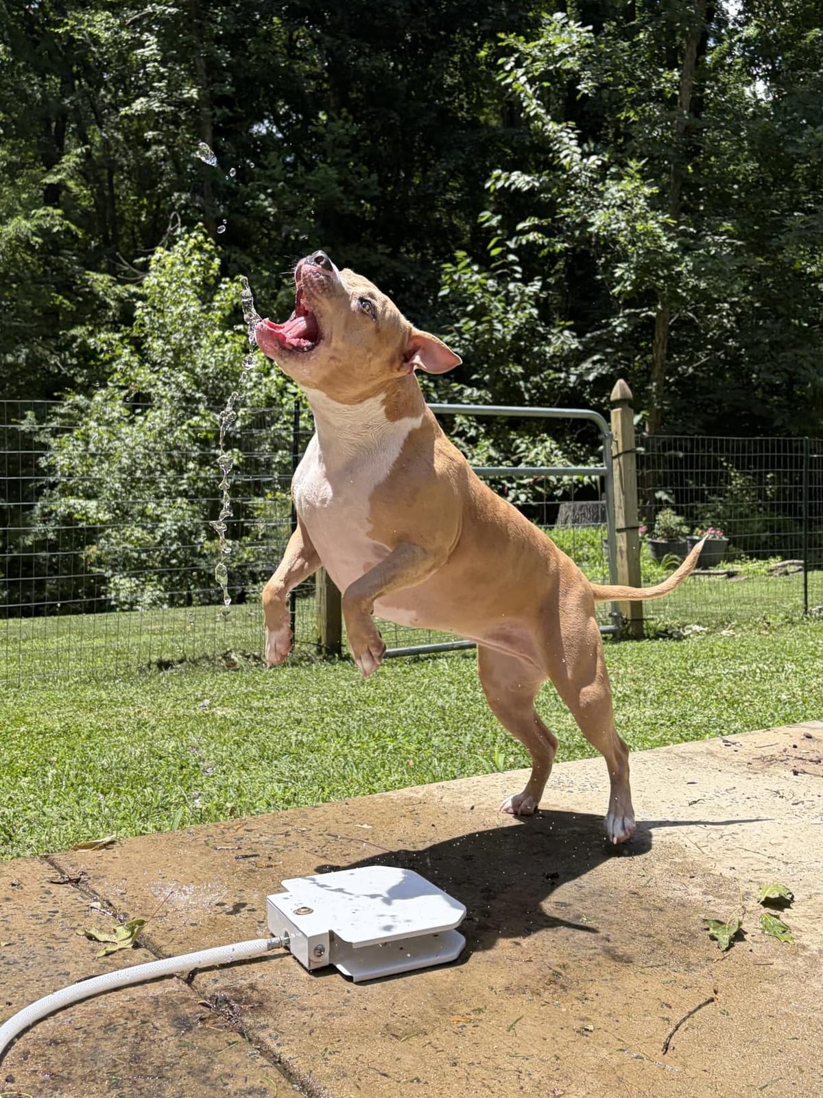 Trio Gato's Outdoor Dog Water Fountain Step On, Dog Sprinkler Paw Activated, Drinking Pet Dispenser, Provides Fresh Water, Sturdy, Easy to Use customer photo 2