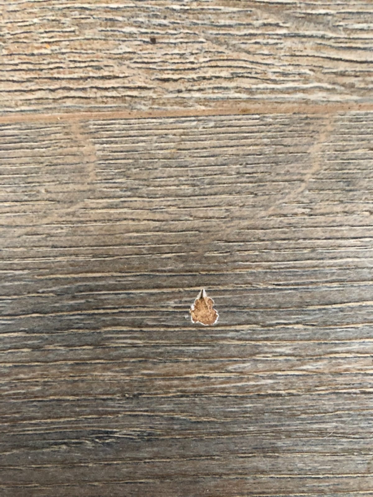 Swiss Krono Summer Oak Laminate Flooring 8mm (22.93 sq. ft./case) Made in Germany European Quality customer photo 1