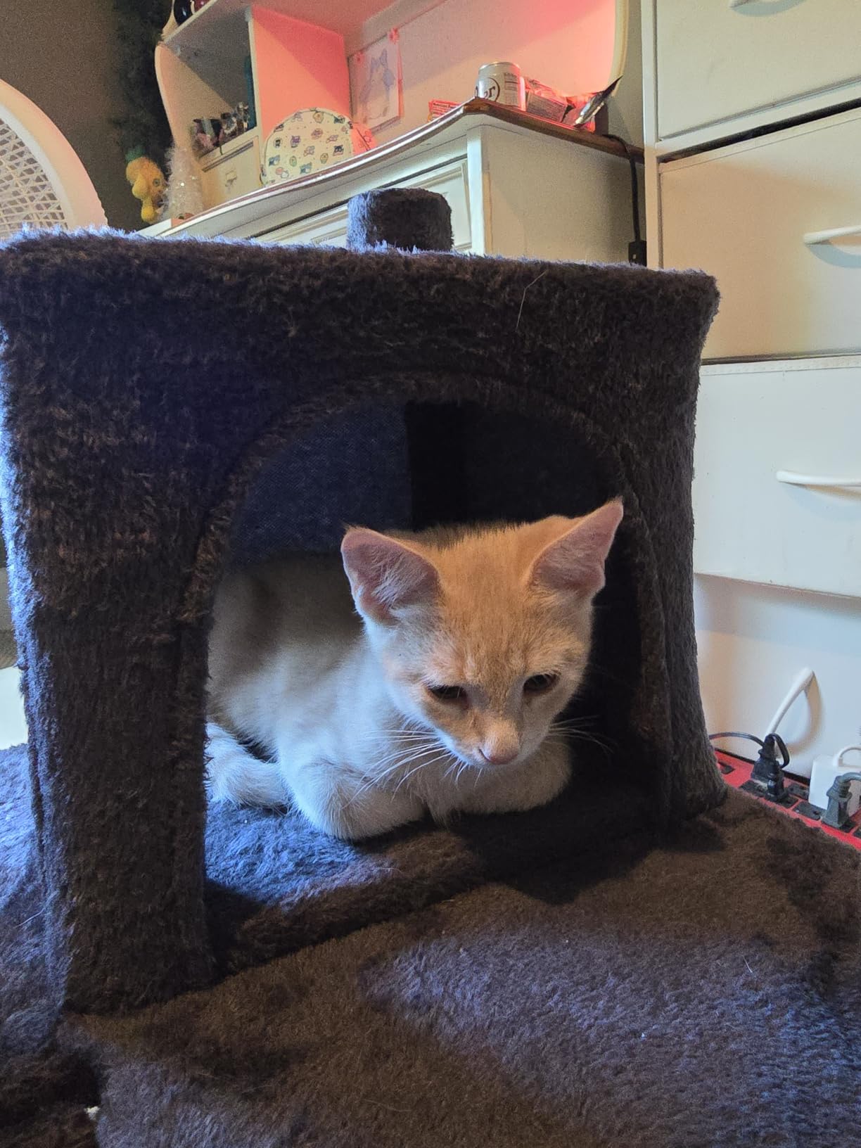 Yaheetech 54in Cat Tree Tower, 2 Caves, Kitten-Ear Perch & Scratching Posts customer photo 1