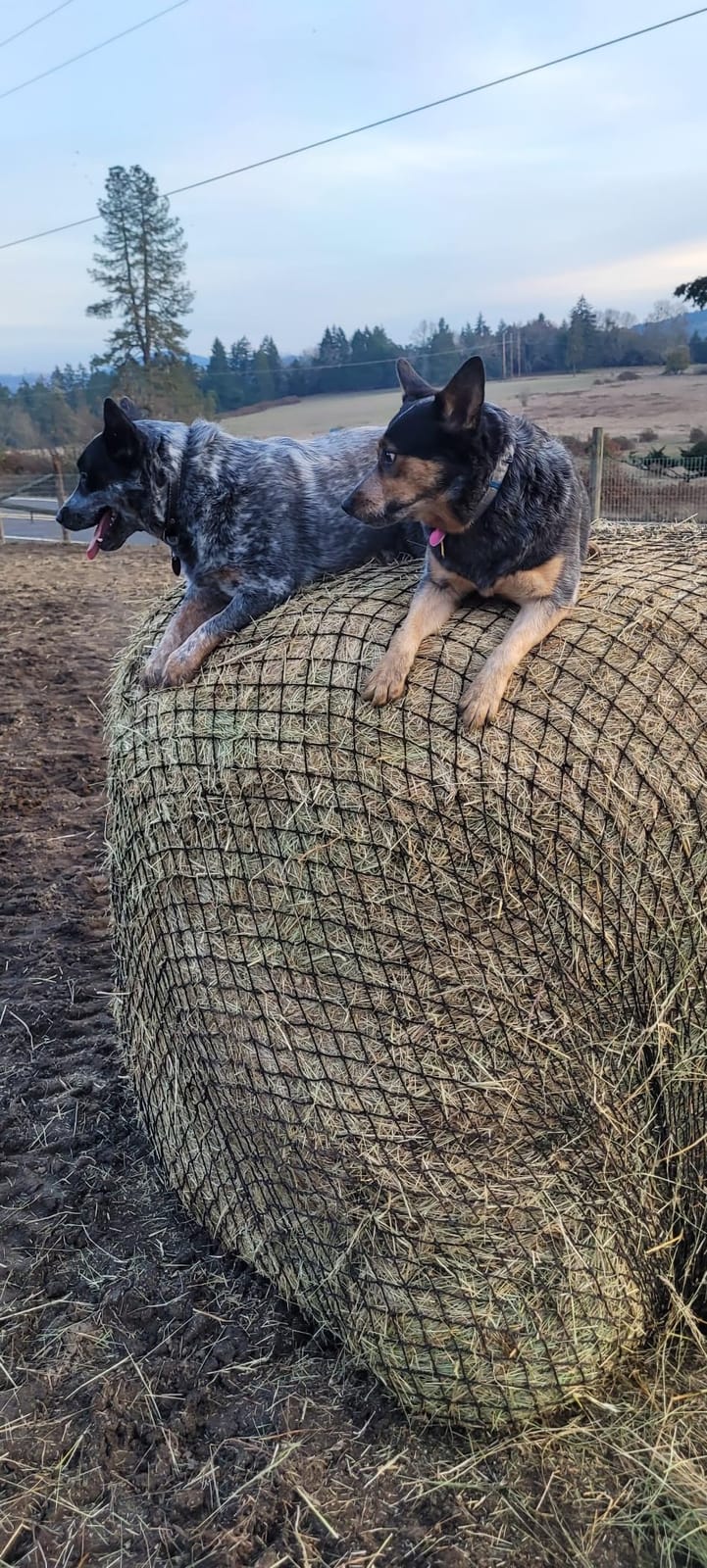 Texas Haynet - Round Bale Hay Net Slow Feed - Durable Round Bale Feeder for Horses - American Made UV Resistant Nylon Net - Fits Round Bales 4x6-6x6 or Square Bales 3x3x8-4x4x8 with 1.75