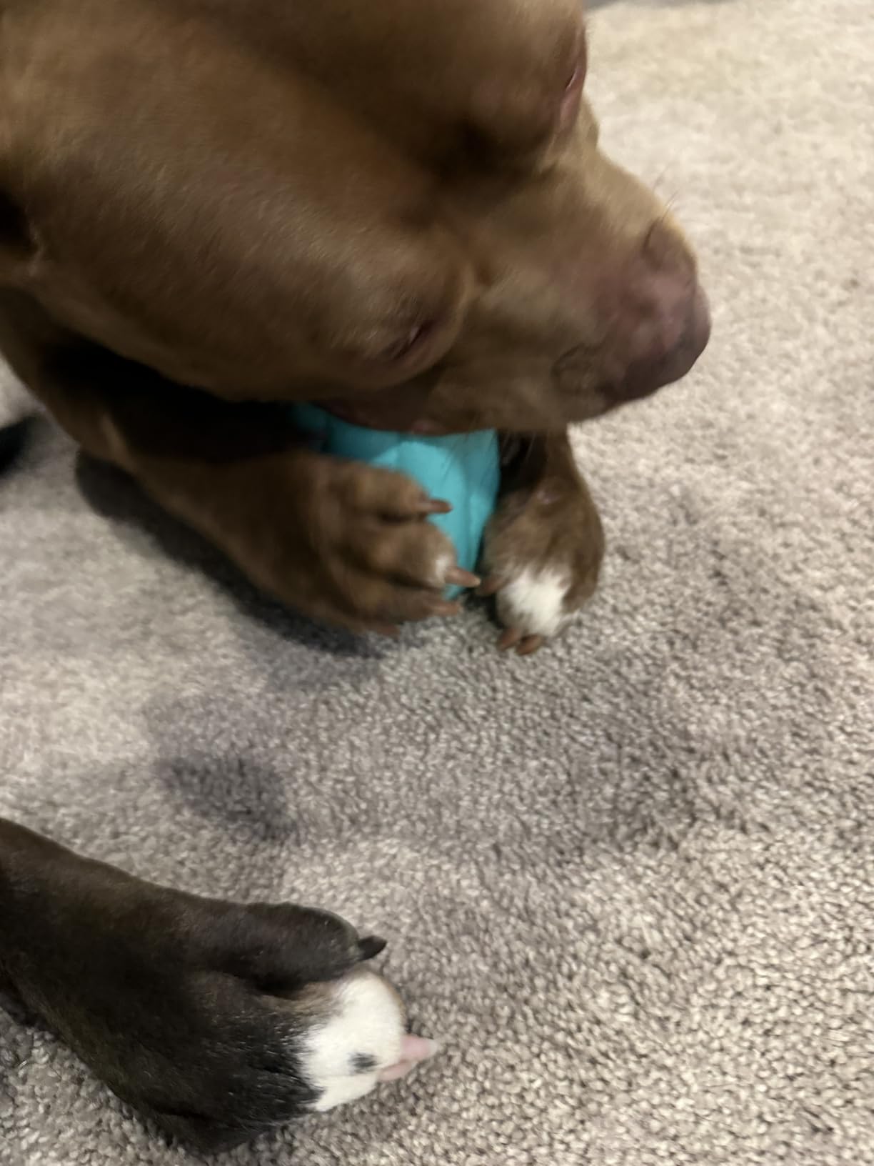 Chew King by Mammoth Premium Treat Dispensing Dog Toy, Durable Natural Rubber Chew Toy, Safety Air Vent, Interactive Enrichment Toy for Aggressive Chewers, Large Pack of 2- Teal customer photo 1