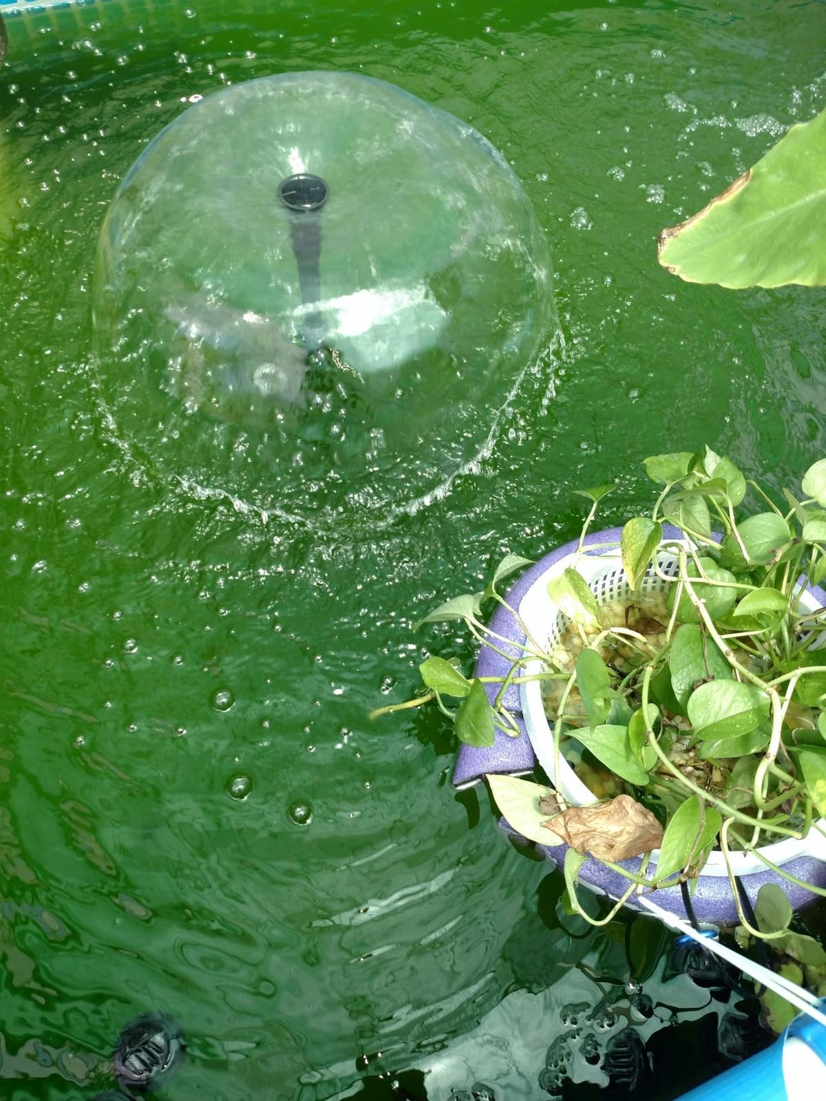 Jebao UFP-2000 Pond Filter System, 13W UV Clarifier, 530 GPH Pump customer photo 1