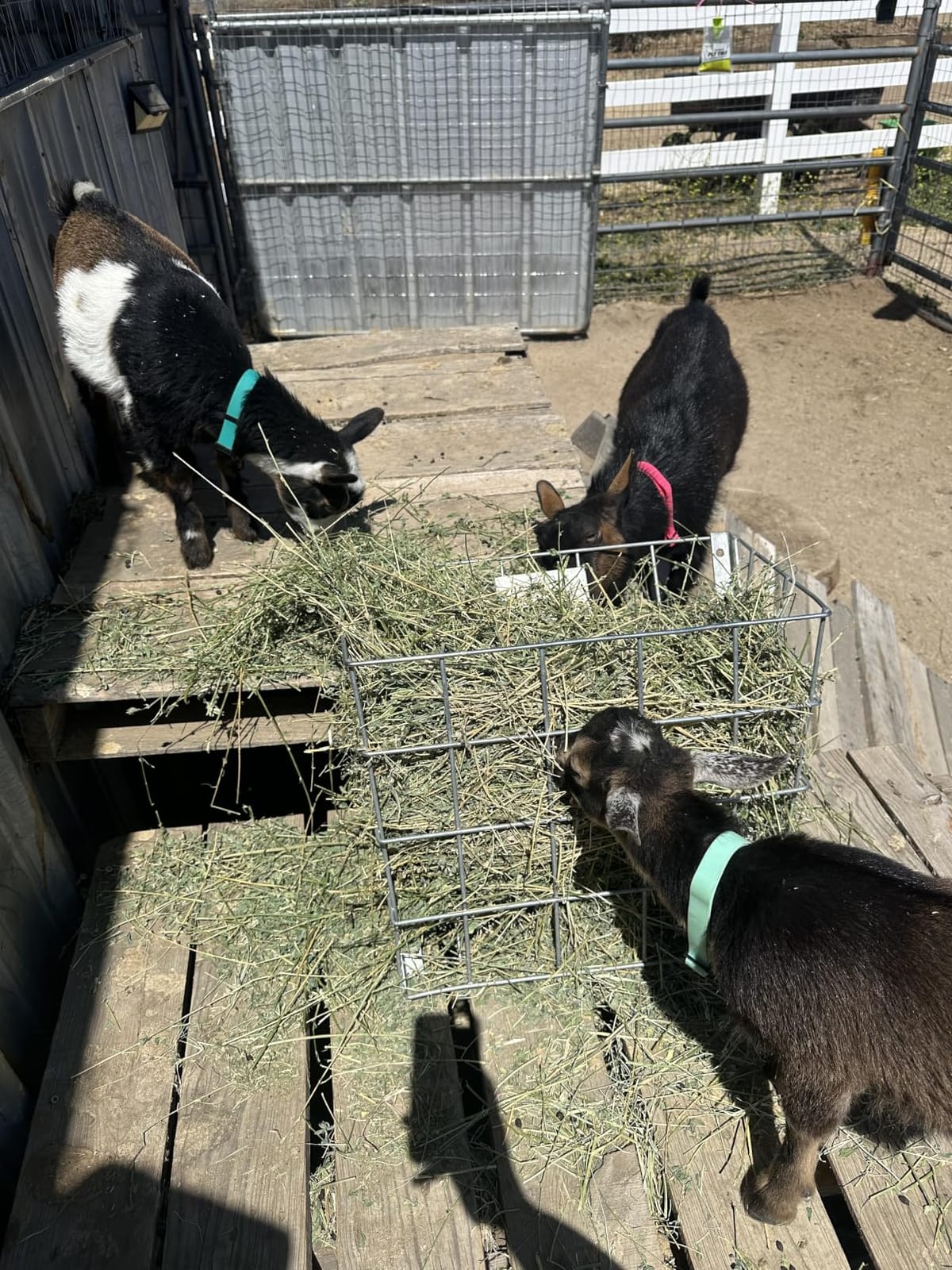 Rugged Ranch Galvanized Steel Livestock Hay Feeder Rack for Goats, Sheep, Horses and Cattle – 21