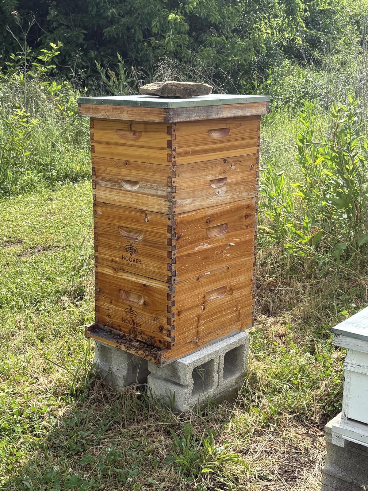 Hoover Hives: The Original Beeswax Coated Beehive Kit. Includes 2 Deep & 1 Medium Boxes with 10 Wooden Frames & Heavy Wax Coated Foundations. Easy Assembly with Predrilled Holes& Screws (Unassembled) customer photo 1