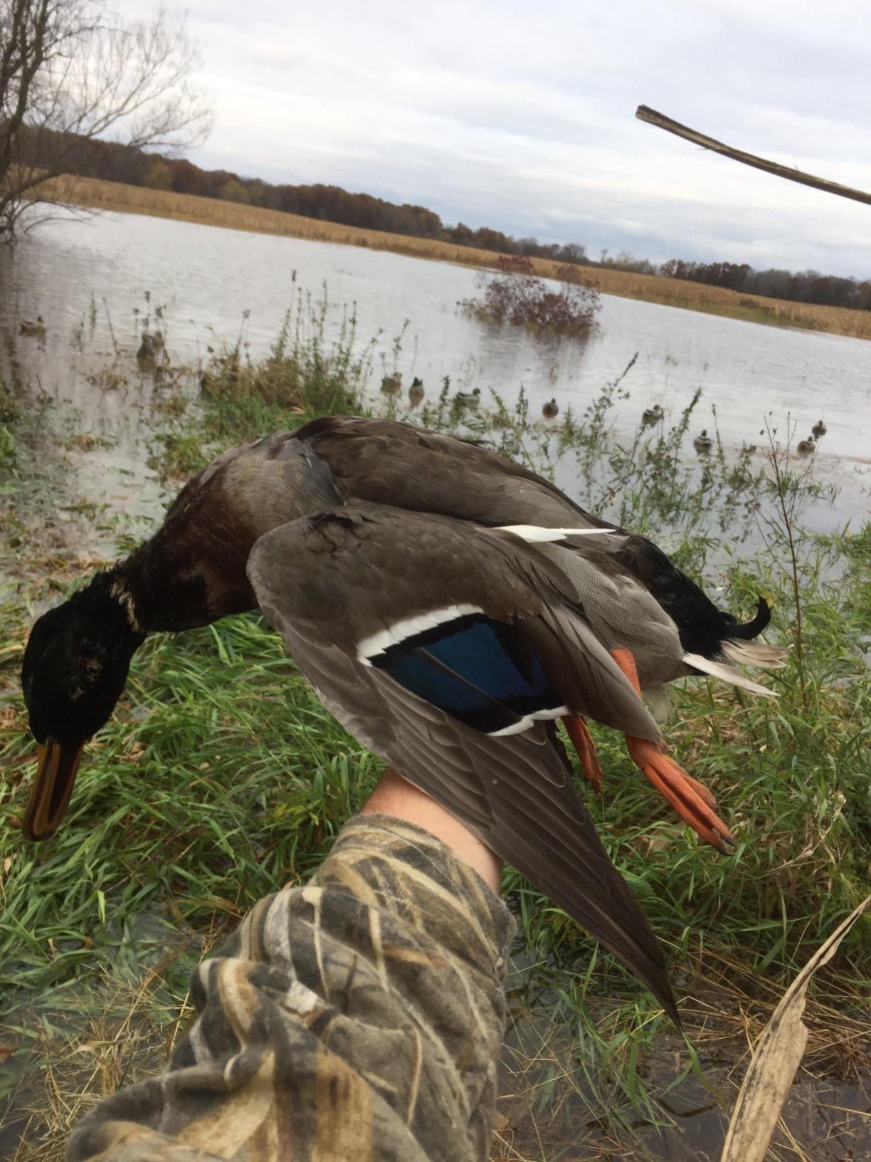 Avery GHG Essential Mallard Duck Decpus - 12 Pack customer photo 2