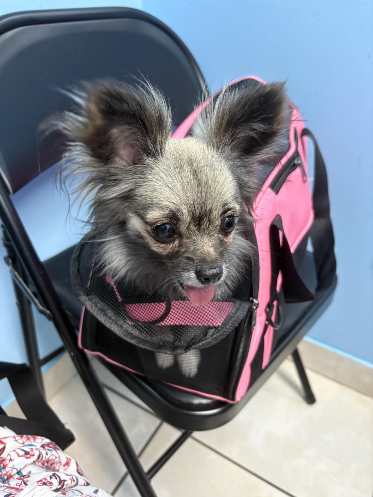 MuchL Pet Carrier Soft-Sided Carriers for Cat Carriers Dog Carrier for Small Medium Cats Dogs Puppies Pet Carrier Airline Approved Cat Dog Pet Travel Carrier (Medium,Black) customer photo 2