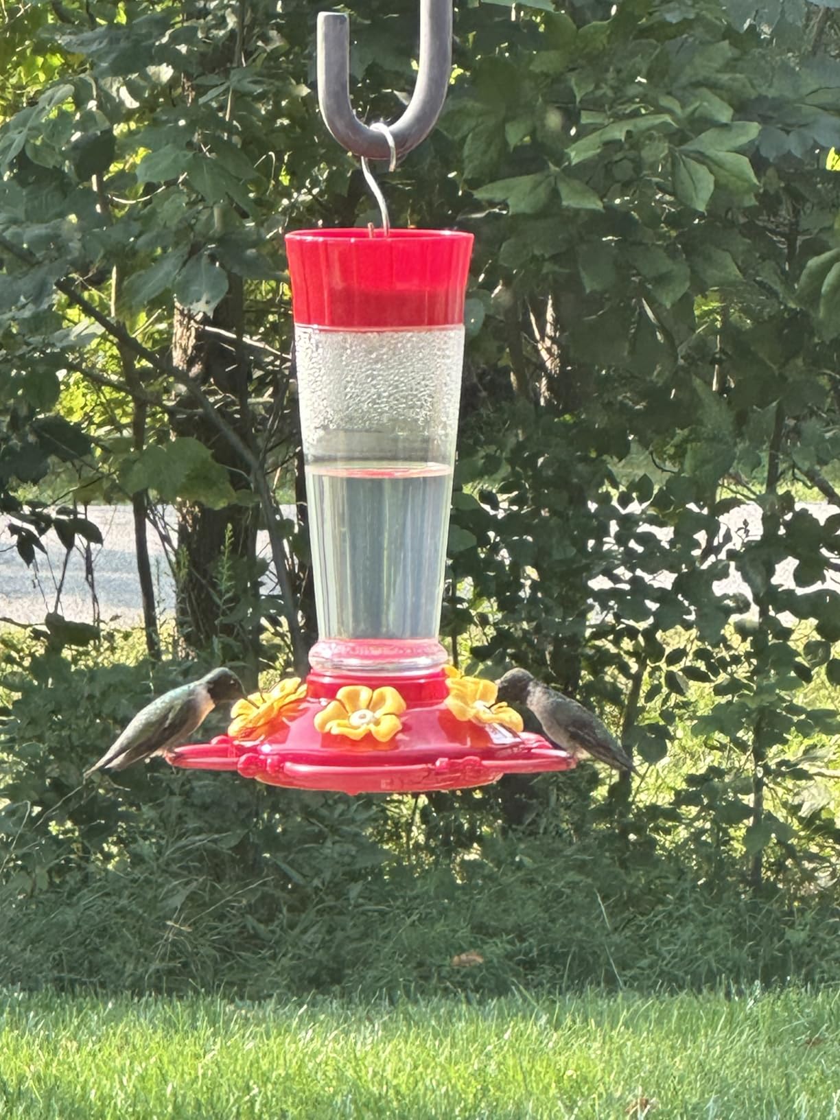 Hummingbird Feeder [Set of 2] Leakproof Clear Plastic 10 oz Wide Mouth. customer photo 1