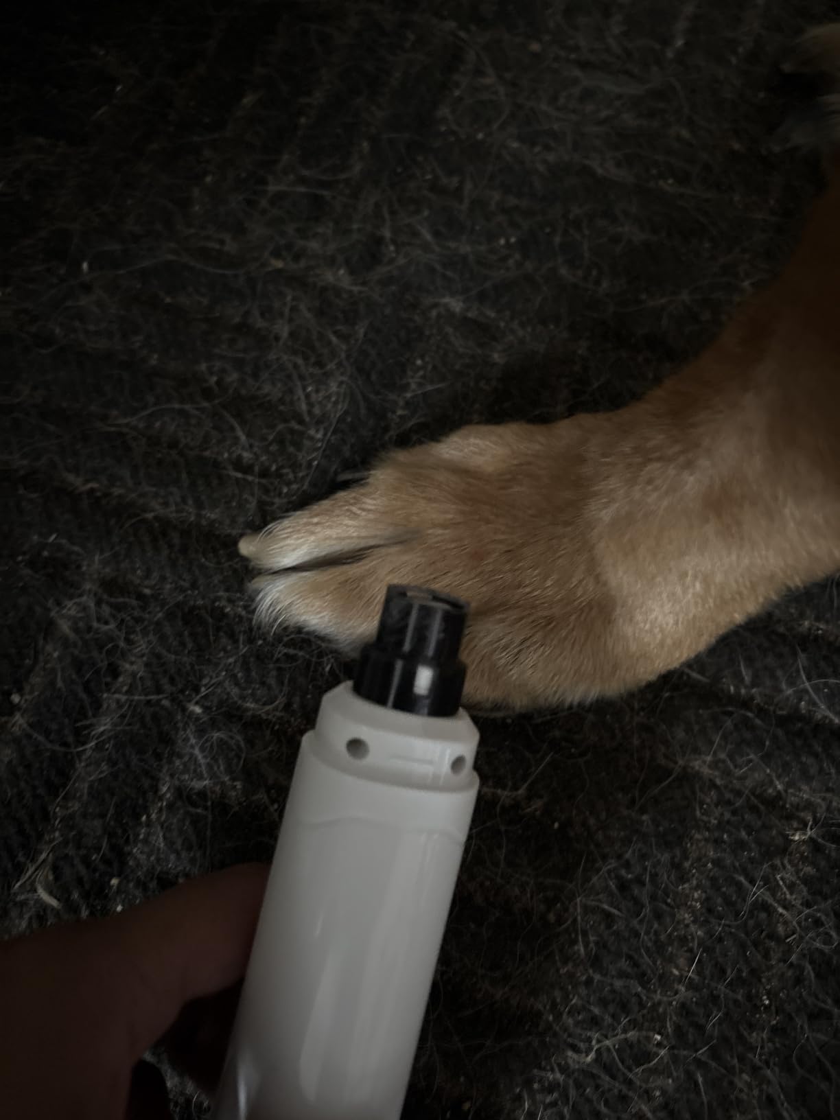 Casfuy Dog Nail Grinder Upgraded - Professional 2-Speed Whisper-Quiet Electric Pet Nail Trimmer Painless Paws Grooming & Smoothing for Small Medium Large Dogs & Cats (Dark Blue) customer photo 1