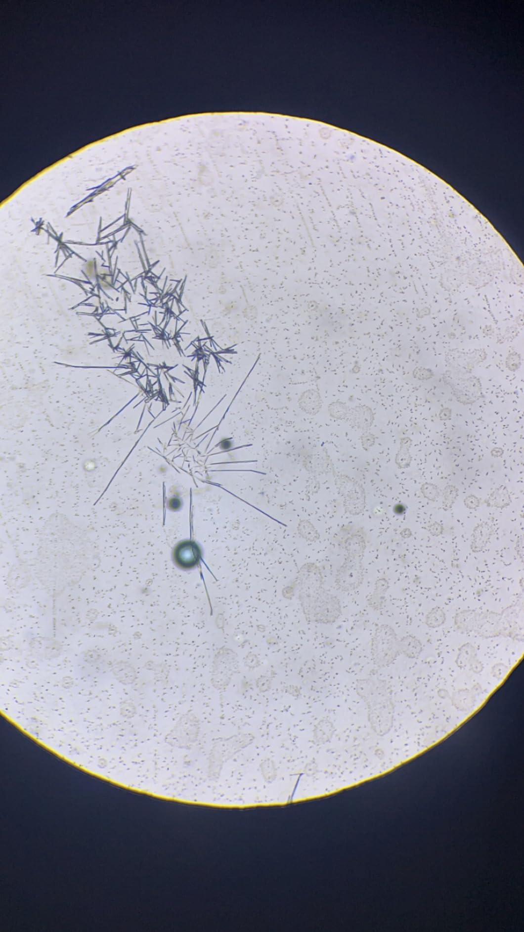 2000X Compound Microscope for Kids Adults: Microscope for Biology Education customer photo 2