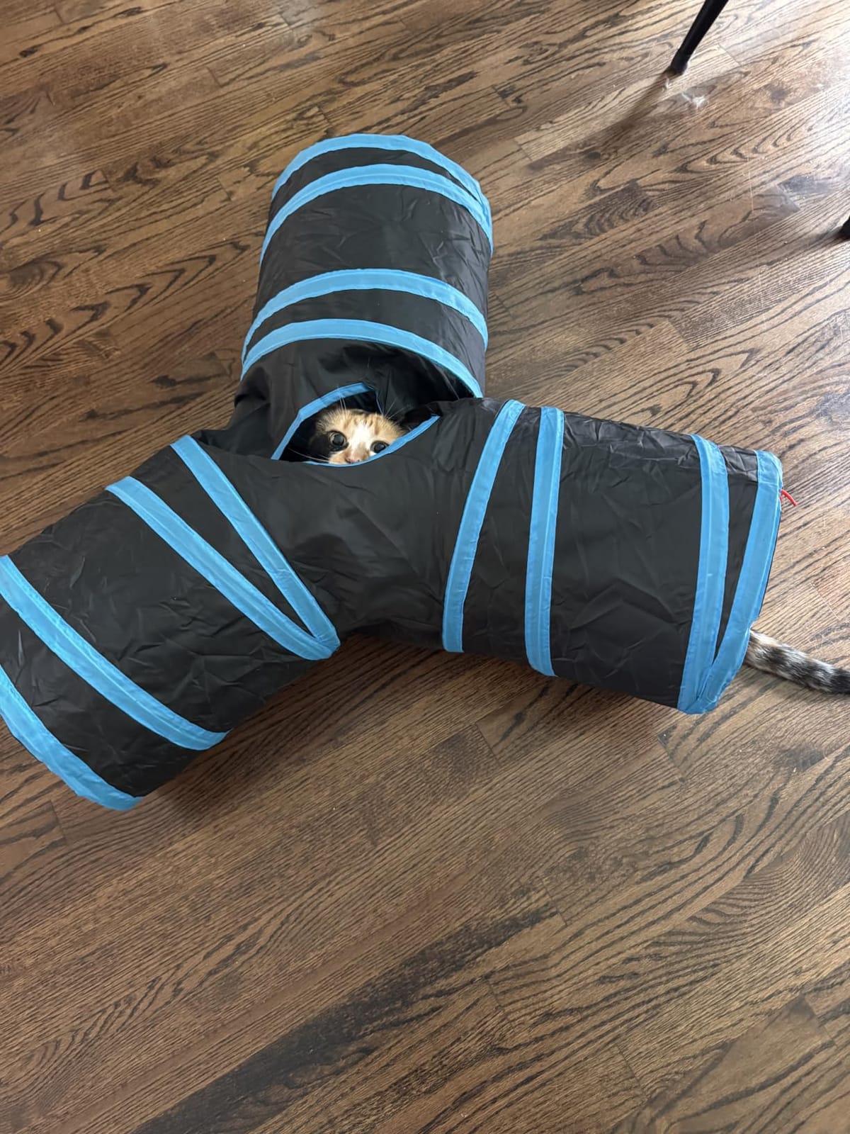 Tempcore Pet Tunnel Tube Cat Toys, Cat Tunnels for Indoor Cats customer photo 2