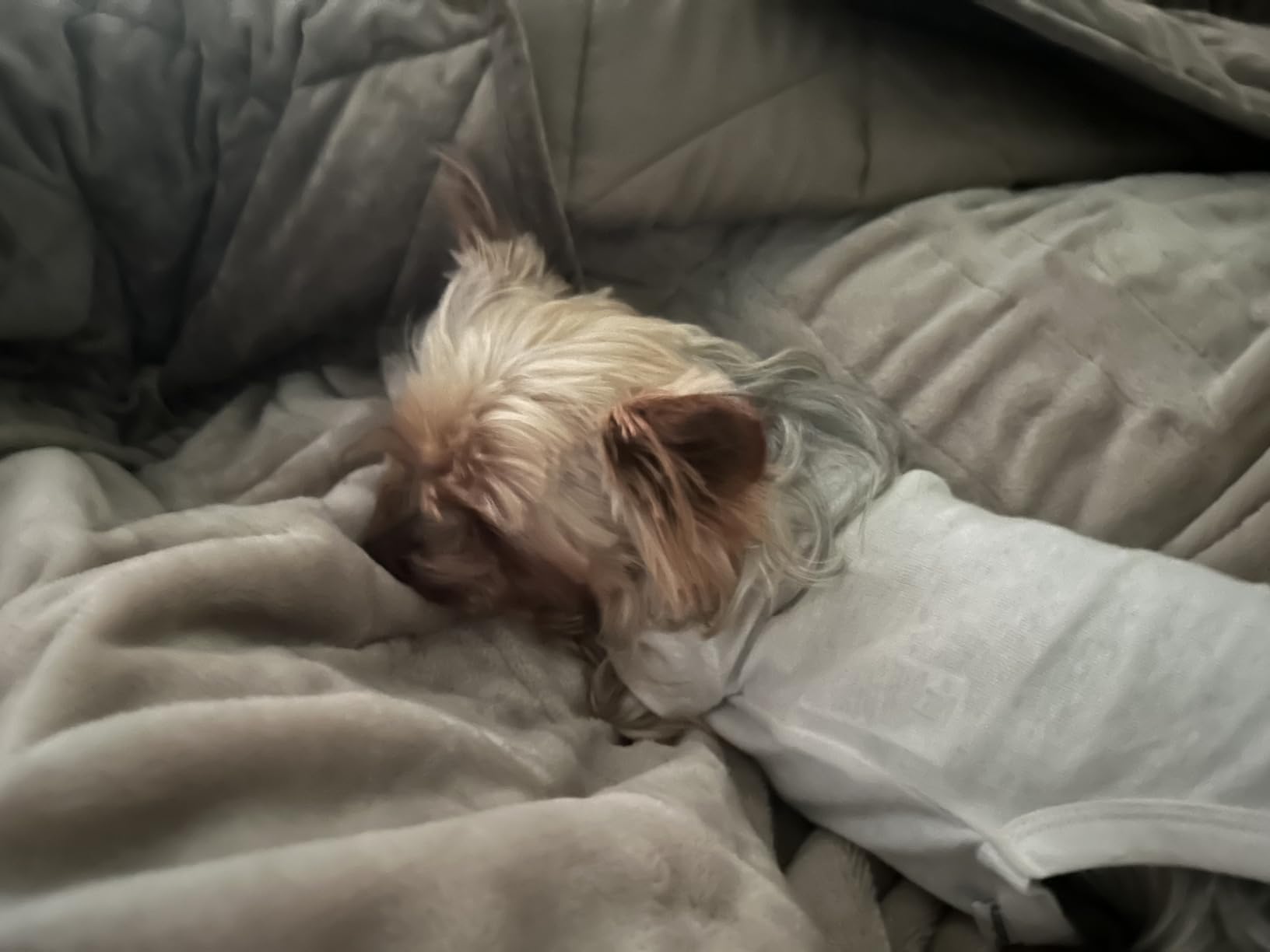 Tefici Heated Blanket Throw,Ultra Soft 2-Layer Flannel Electric Blanket customer photo 2