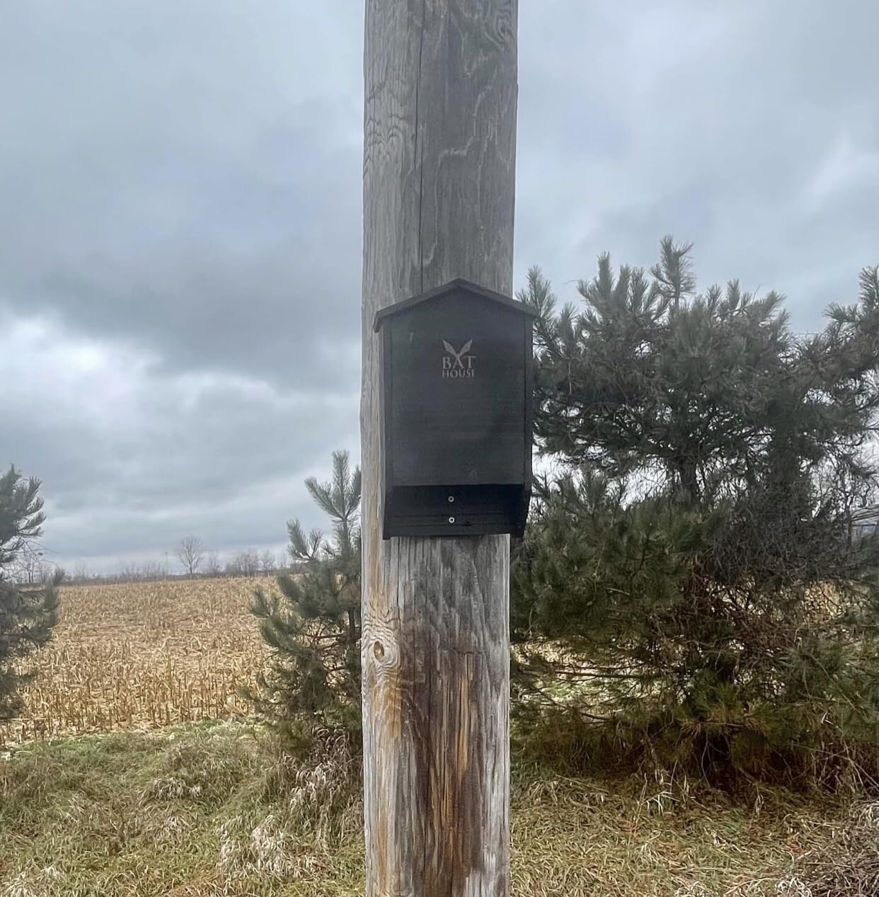 The Ultimate Wooden Bat House for Outdoors - Large Double Chamber Box customer photo 2