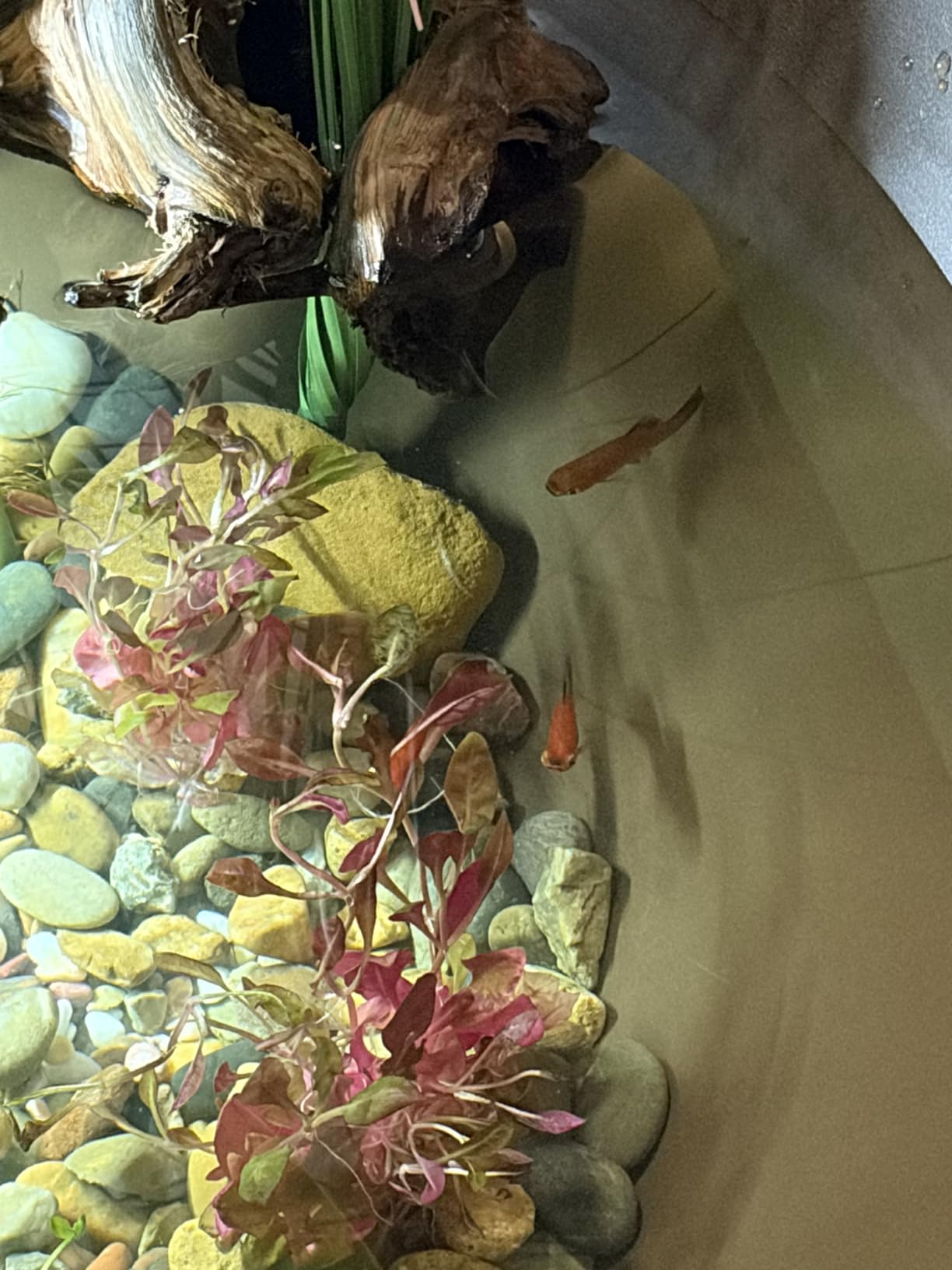 Aquascape AquaGarden Mini Pond Kit customer photo 1