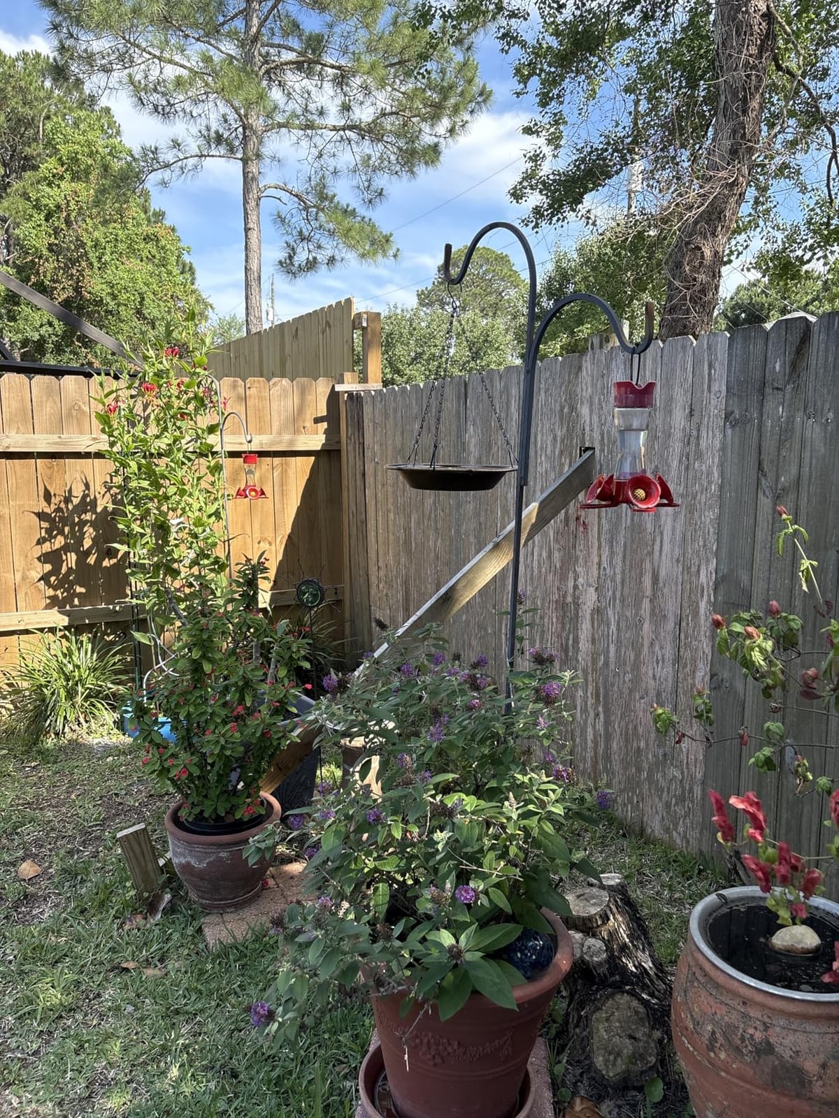 Perky-Pet Glass Hummingbird Feeders for Outdoors, 8 oz Nectar Capacity | Ant Moat, Bee Guards, & Perches, Wide-Mouth Bottle for Easy Filling & Cleaning, Hanging Bird Feeder, 203CPBN-2 (Pack of 2) customer photo 1