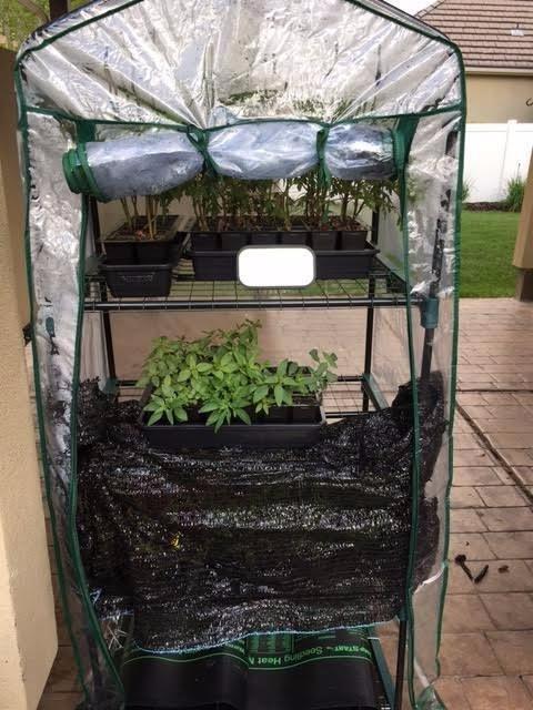 Greenhouse - Walk in Greenhouse with 8 Sturdy Shelves and PVC Cover for Indoor or Outdoor Use - 56 x 56 x 76-Inch Green House by Pure Garden customer photo 2