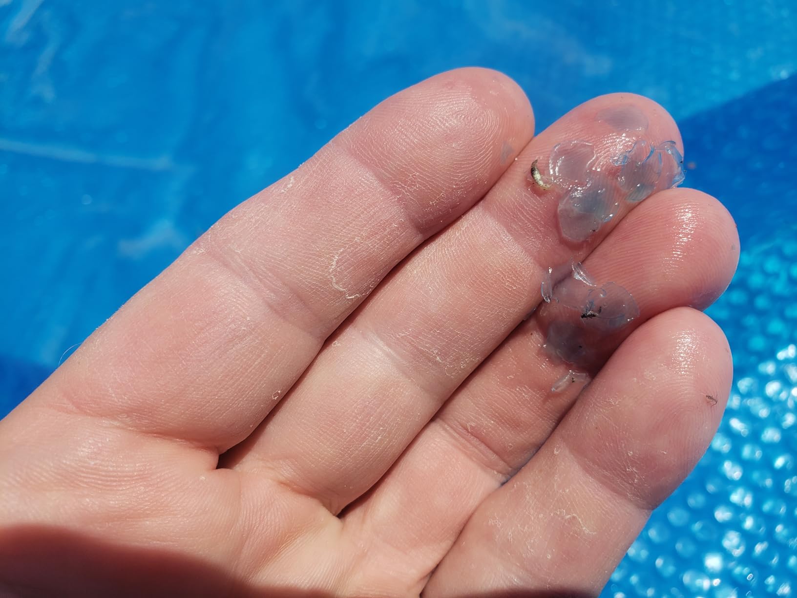 Doheny's Clear-Tek Micro Bubble Solar Pool Cover for Above Ground Swimming Pools | Increase Solar Energy Absorption, Retain Heat, Reduce Evaporation, Reduce Heat Loss & Save, 18 ft Round Blue 1600 customer photo 2