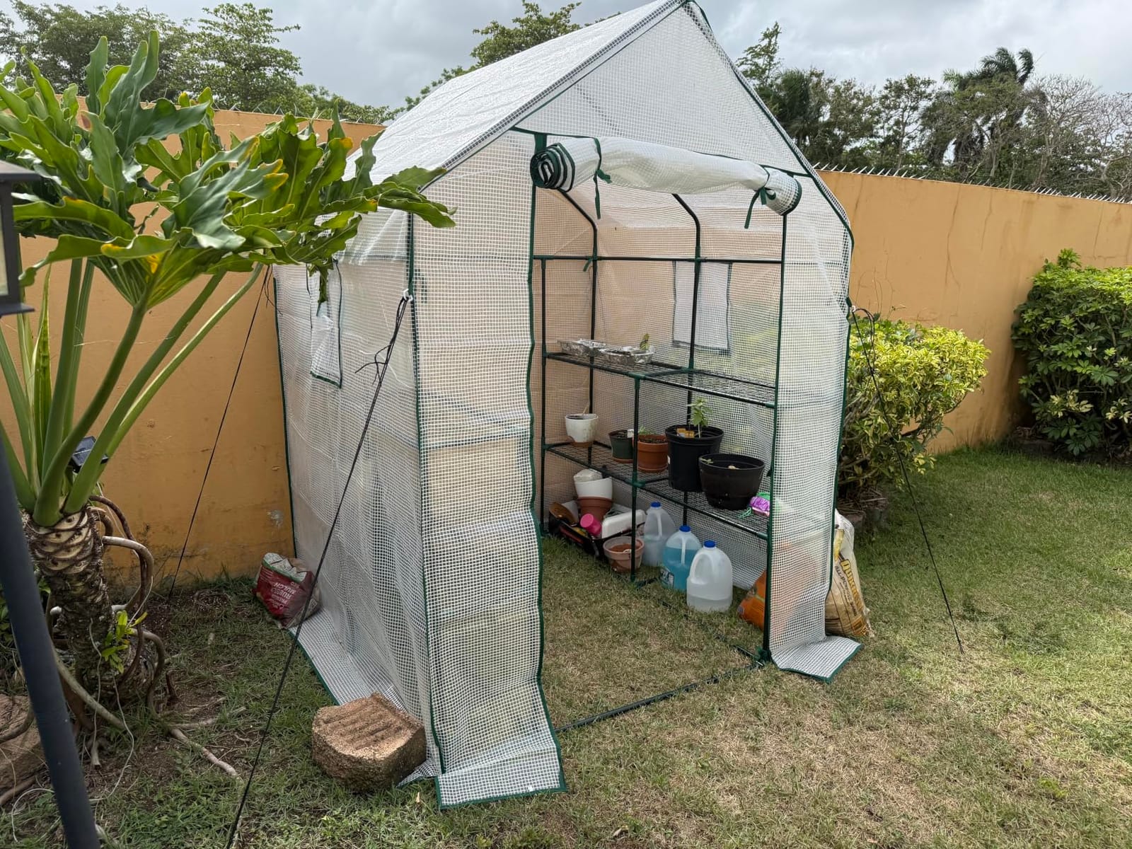 56x30x76 Portable Walk-in Greenhouse for Outdoors, Plant House with Shelves customer photo 2