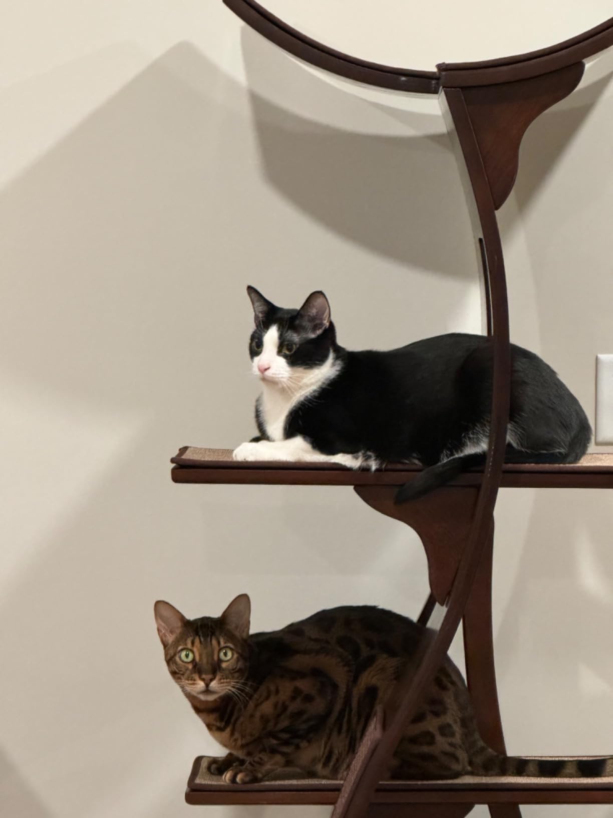 The Refined Feline 69 Inch Tall Mahogany Brown Lotus Cat Tower, Multi-Level Modern Cat Tree for Indoor Cats with Scratching Post, Climbing Cat Condo with Cushioned Cubby customer photo 2