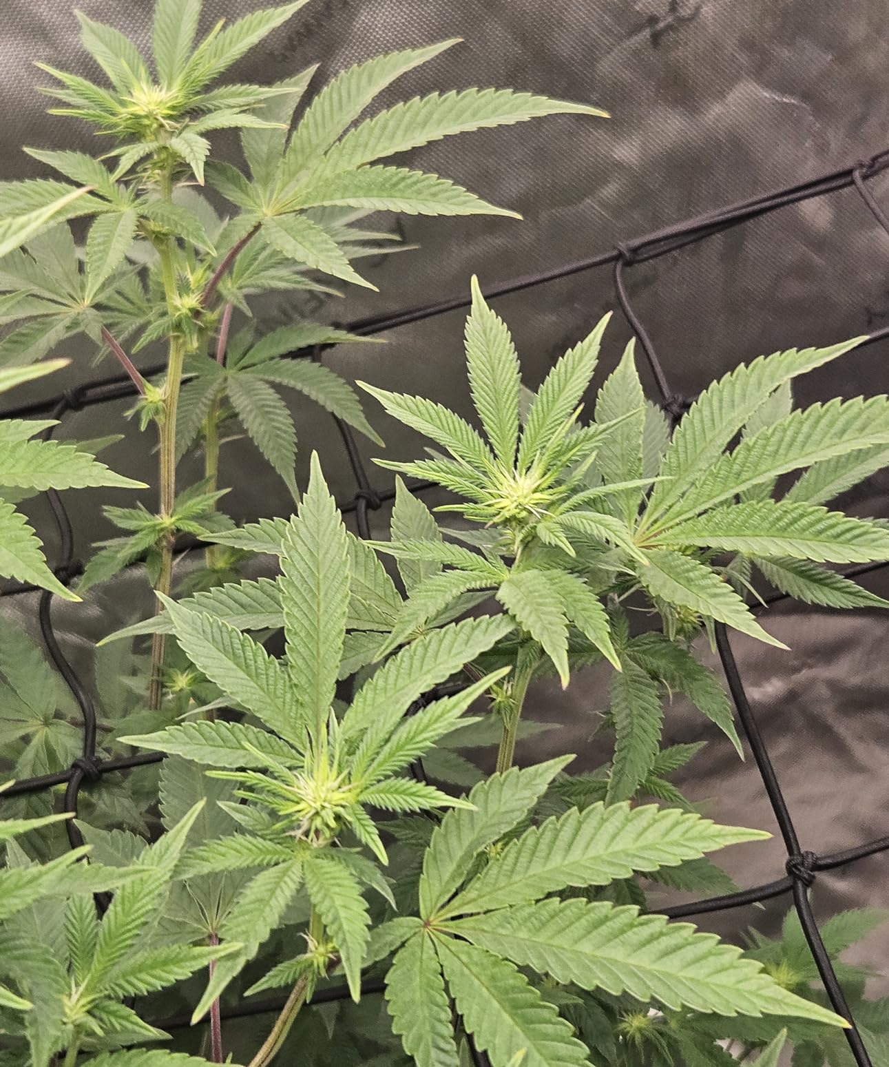 Spider Farmer SE5000 LED Grow Light 480W for 4x4 Grow Tents, App‑Controlled customer photo 2