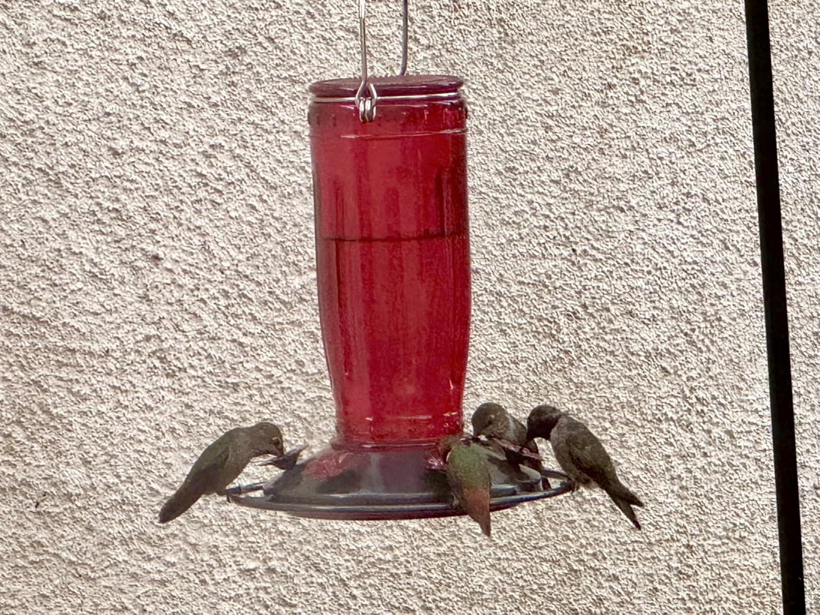Kingsyard Glass Hummingbird Feeder for Outdoors Wild Bird Feeder with 6 Feeding Ports Hanging for Garden Yard, Red (Ant Moat Included) customer photo 2