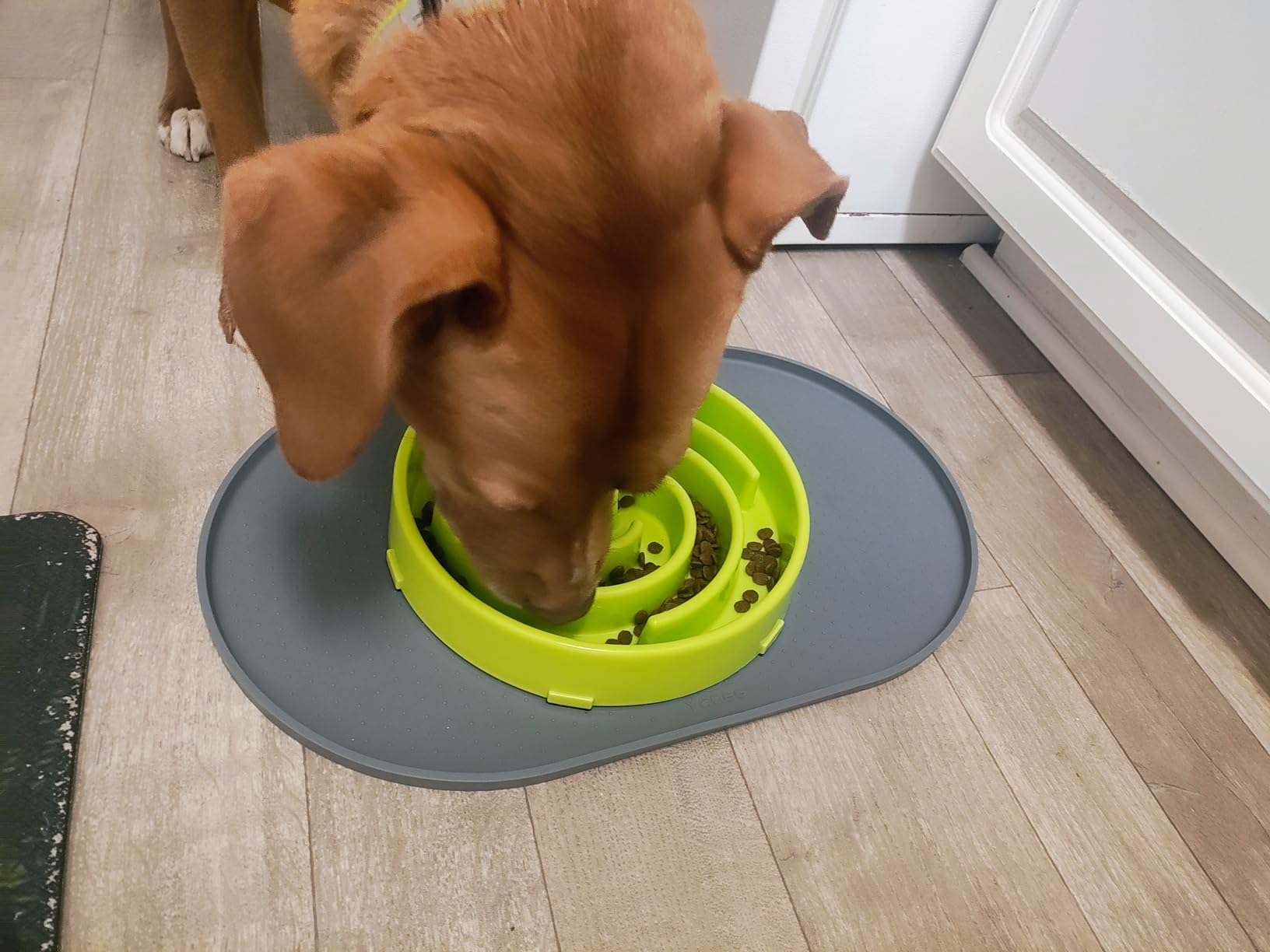 JASGOOD Slow Feeder Dogs Bowl for Large Medium Dogs, Anti-Gulping Pet Slower Food Feeding Bowls Stop Bloat, Preventing Choking customer photo 1