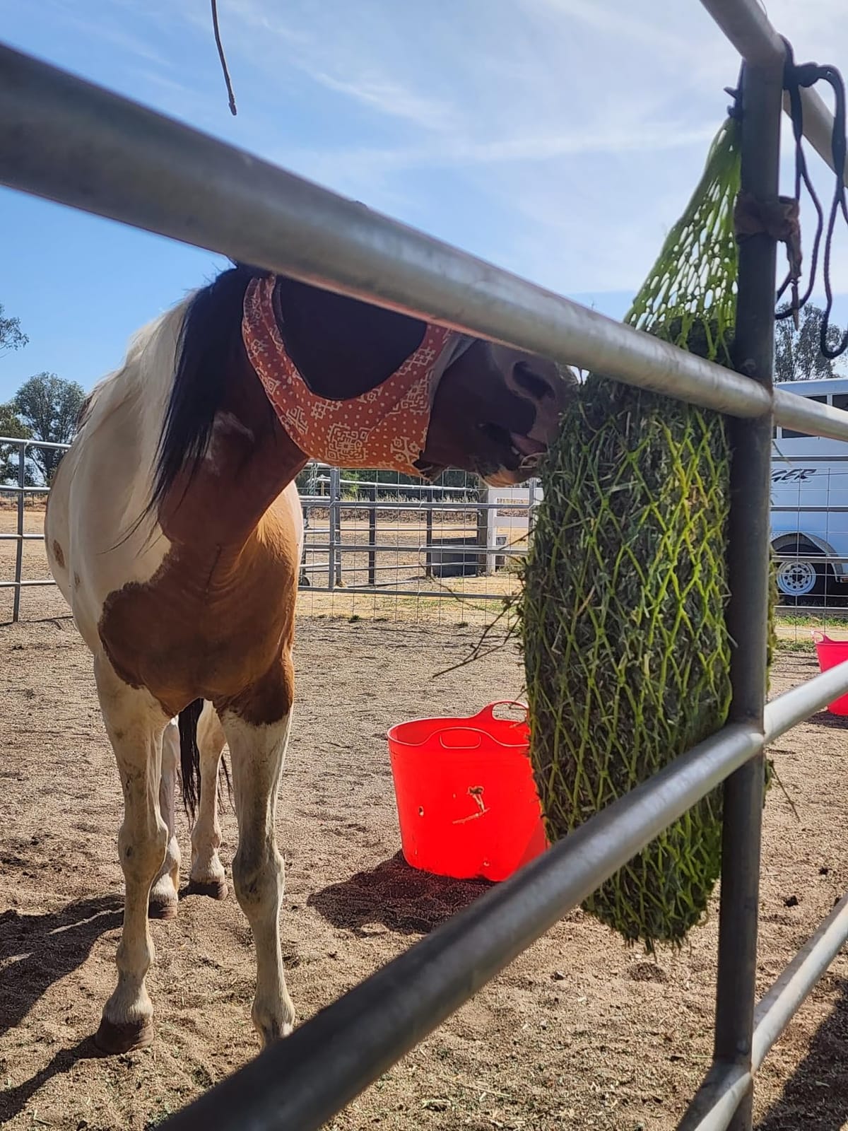 Majestic Ally 2 pcs Slow Feed 42” Hay Net for Horses, Strong Small 2x2” Holes, Nylon Rope Hanging, Adjustable Travel Feeder for Trailer and Stall, Simulates Grazing, Reduce Waste customer photo 2