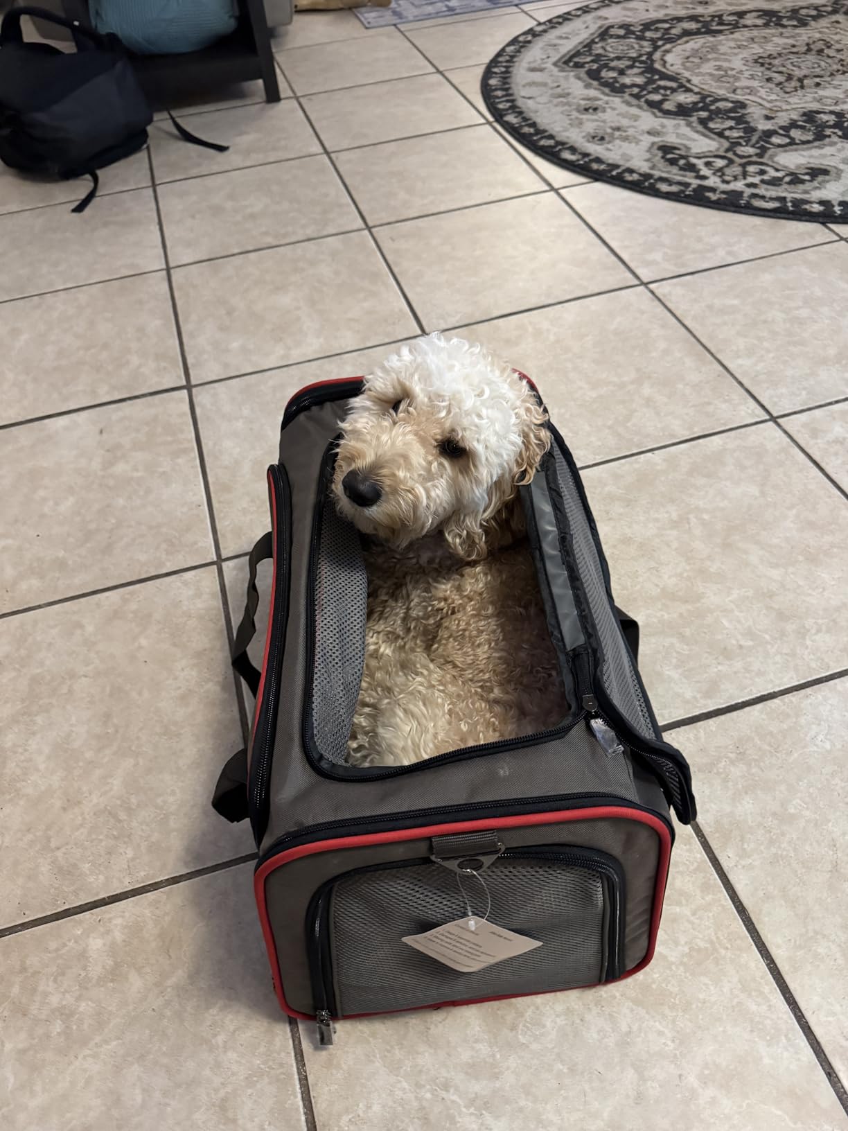 Petsfit Medium Expandable Cat Carrier for Air Travel, Up to 13 lb customer photo 1