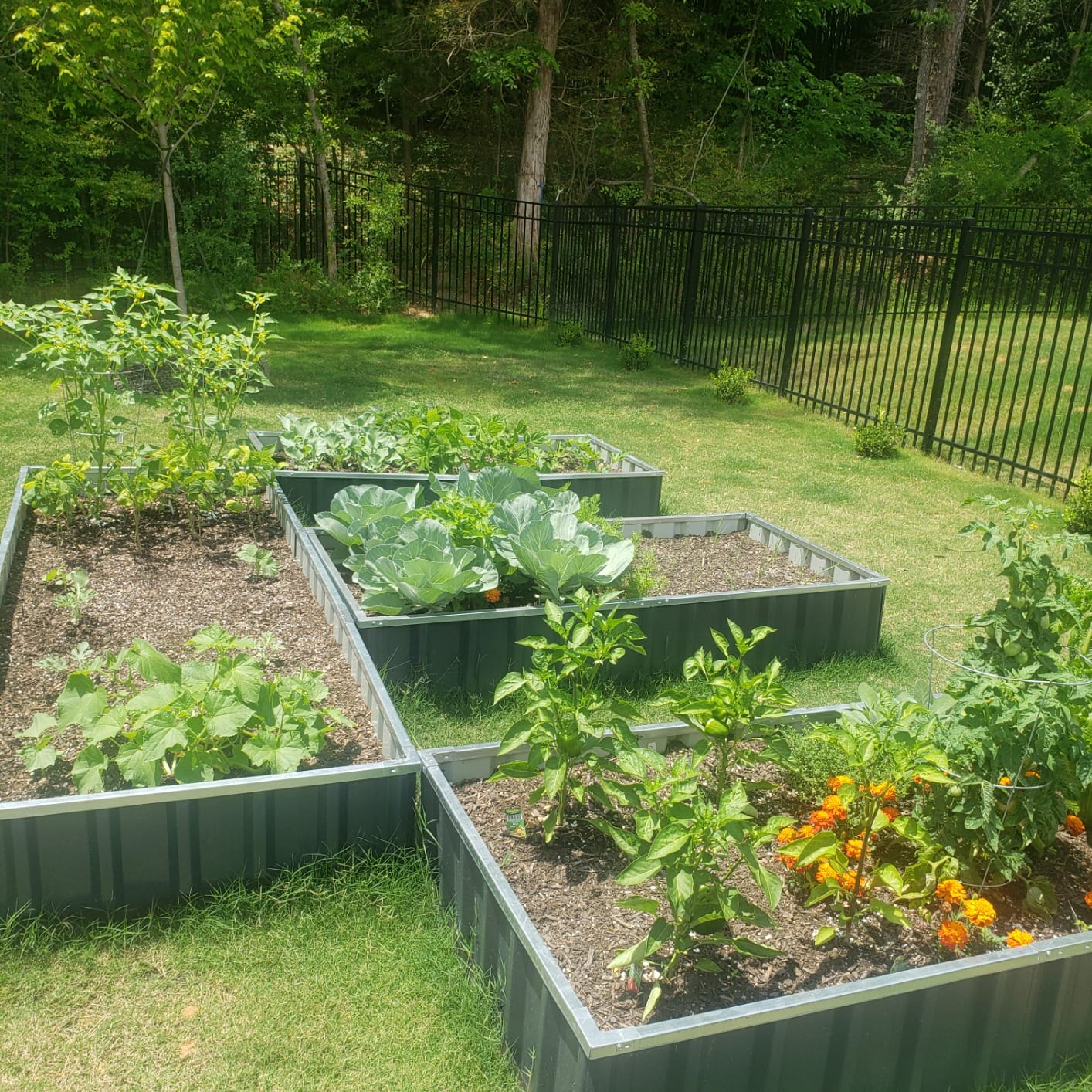 KING BIRD Raised Garden Bed Heightened for Deep-Rooted Plants 68x36x24 in customer photo 1
