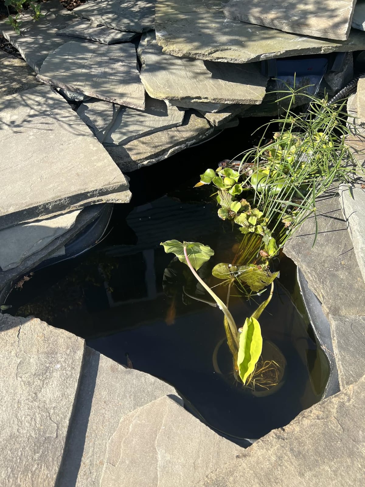 Jebao NPU Clarifier for Pond and Aquarium, 55-watt customer photo 1