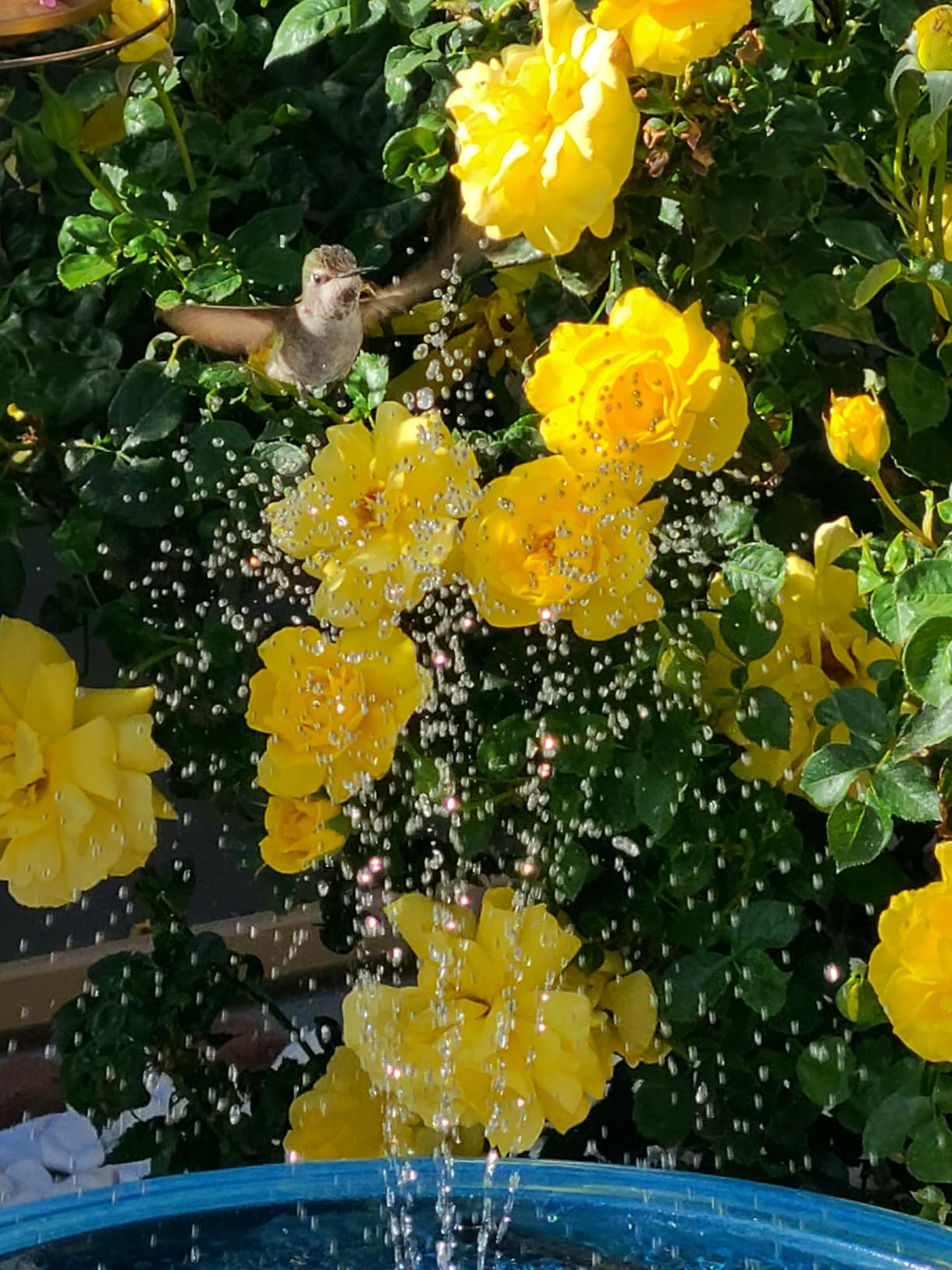AISITIN 3.5W Solar Fountain Pump for Bird Bath Separated Design & 8 Nozzles customer photo 2