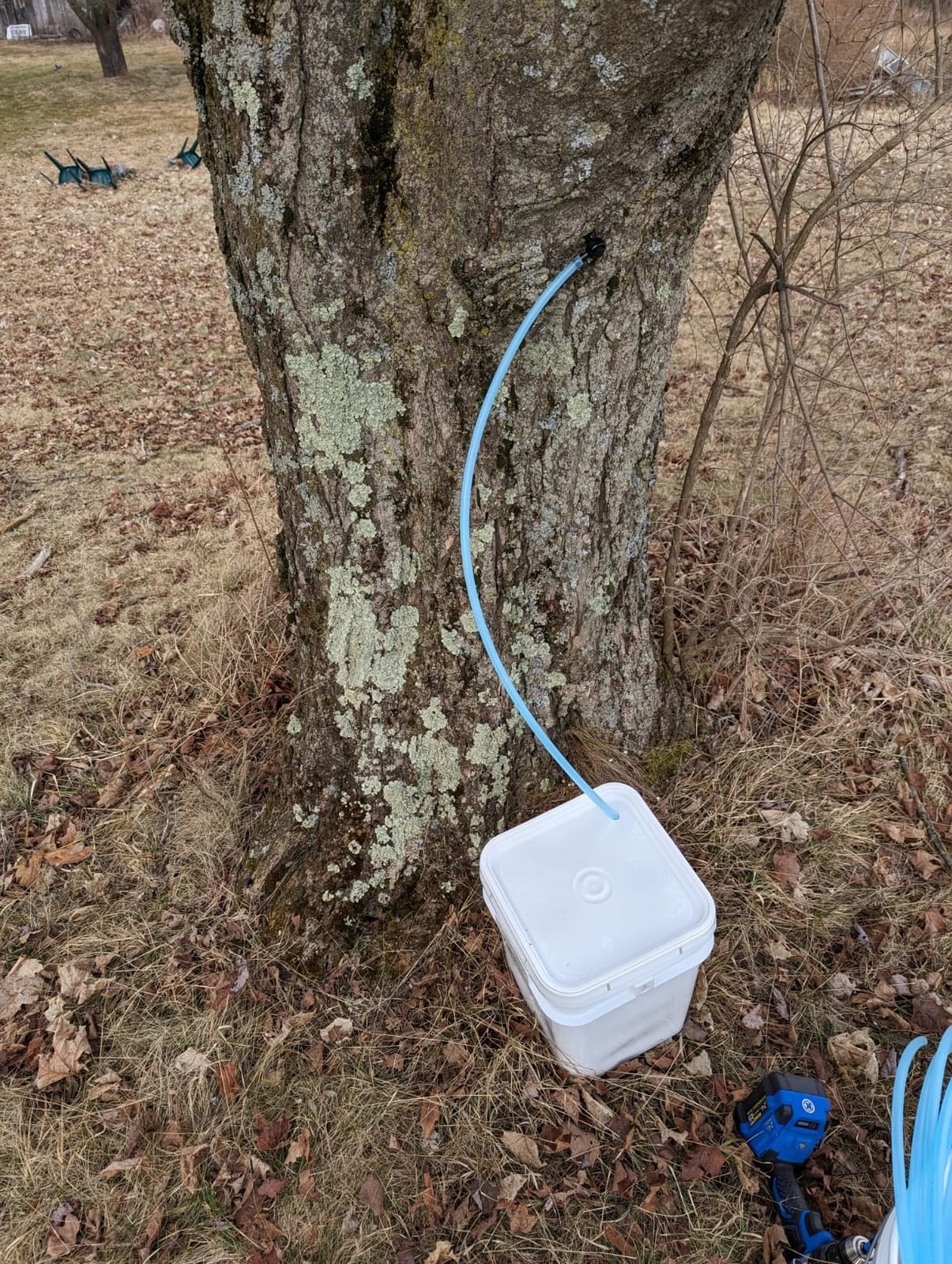 Sap Happy Ultimate Maple Syrup Tapping Kit - 10 Taps for Maple Trees customer photo 2
