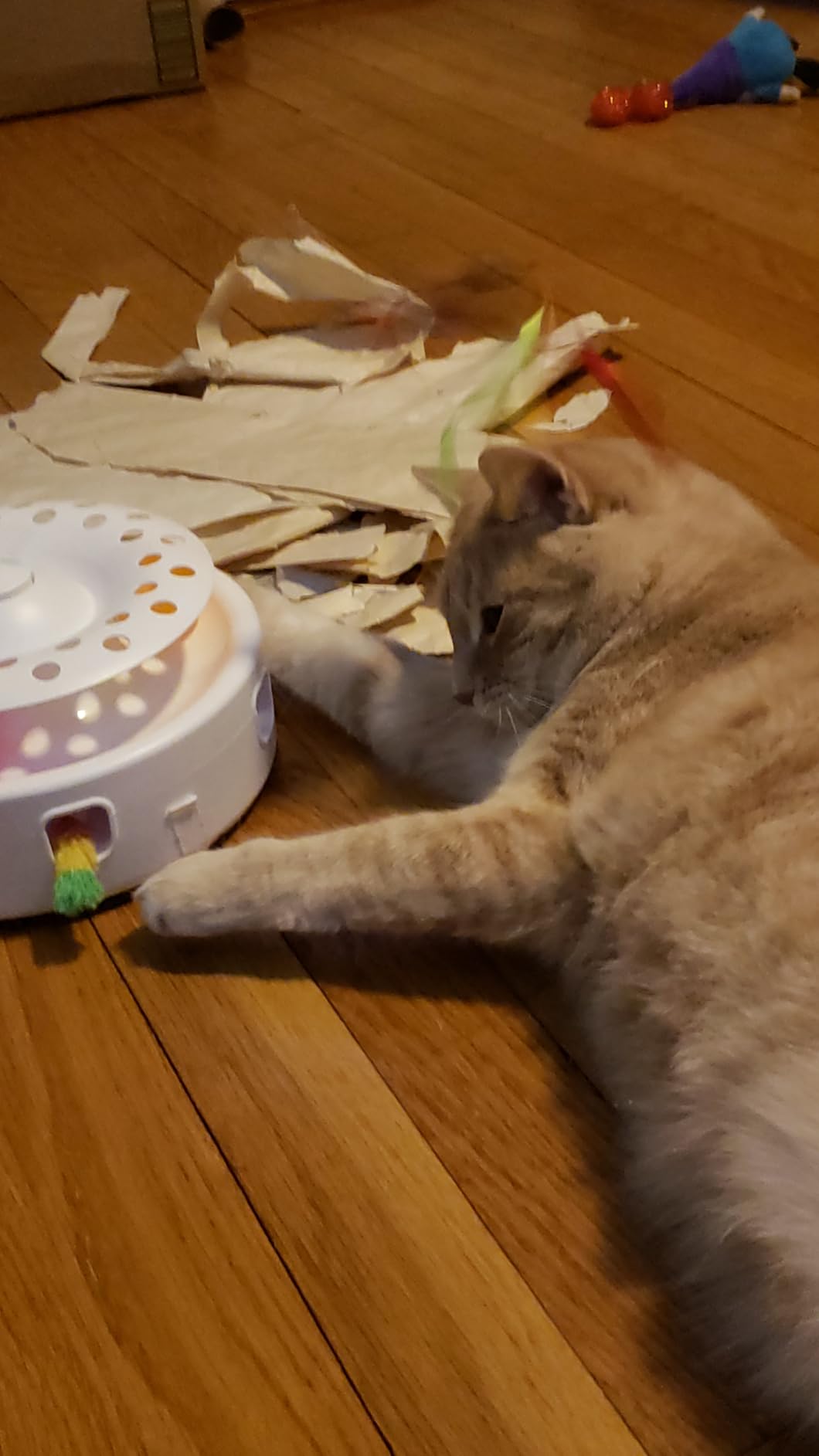 Potaroma Cat Toys 3in1 Automatic Interactive Kitten Toy, Fluttering Butterfly, Moving Feather, Track Balls, Dual Power Supplies, USB Powered, Indoor Exercise Kicker (Bright White) customer photo 2