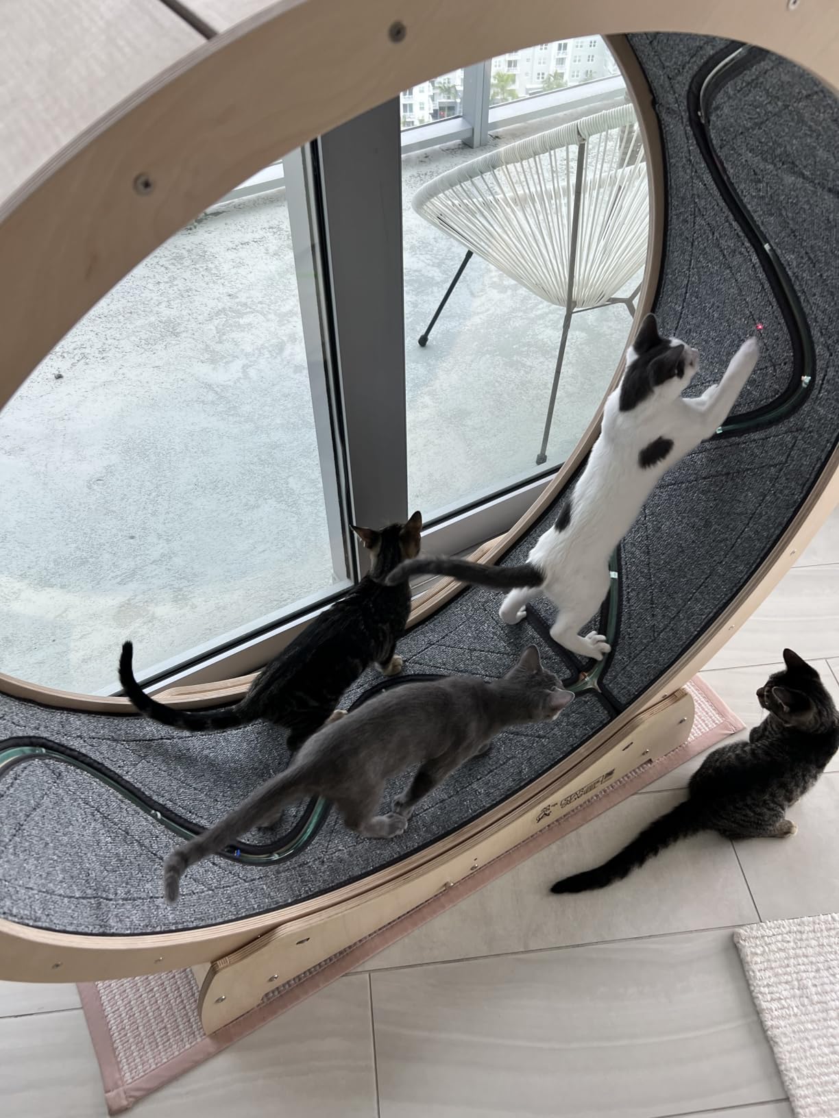 Star Cat Wheel, Cat Treadmill, Exercise Wheel for Running, Spinning, Scratching, and Climbing for Indoor Cats, Premium Birch Wood, Eco-Friendly, Moving Fish, Wide Running Track, 47.2 inch XL Size customer photo 2