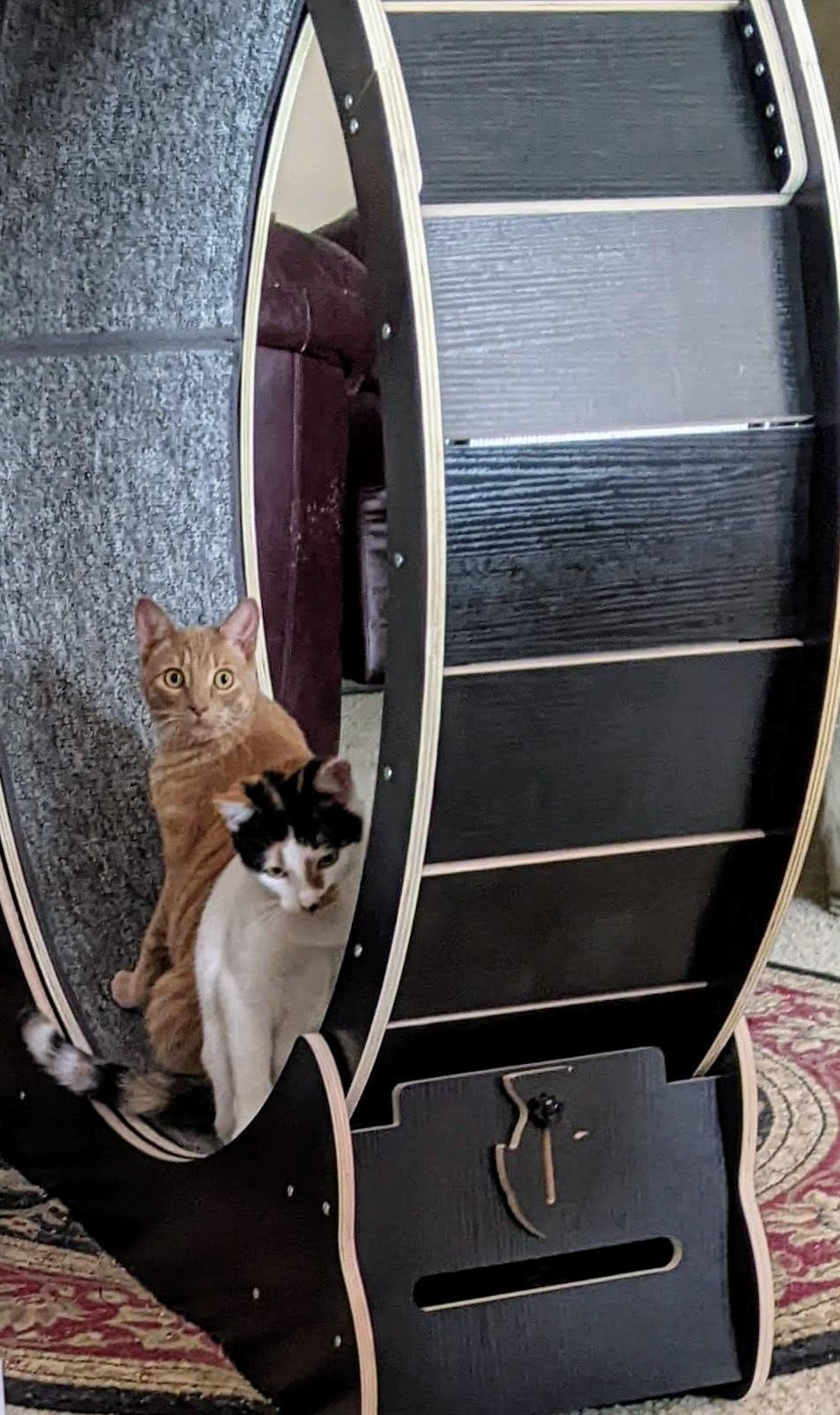 Homegroove Cat Exercise Wheel for Indoor Cats, 35.4 Inch | Versatile Cat Toy Running Wheel Treadmill with Detachable Carpet for Weight Loss and Health, Natural Wood Color (M) customer photo 1