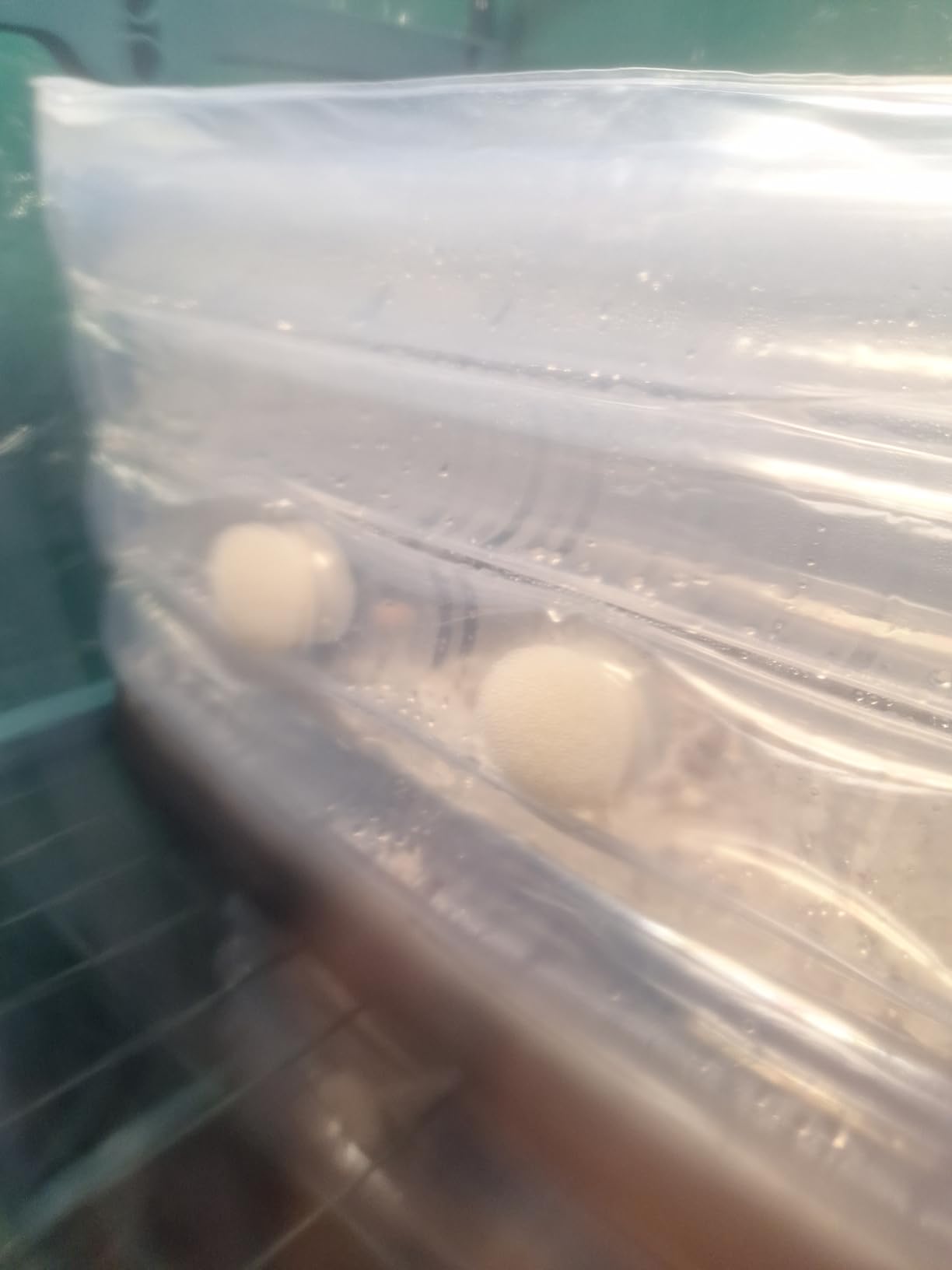 Boomer Shroomer Inflatable Monotub Kit, Mushroom Growing Kit Includes a Drain Port, Plugs & Filters, Removeable Liner [Patent No: US 11,871,706 B2] customer photo 2