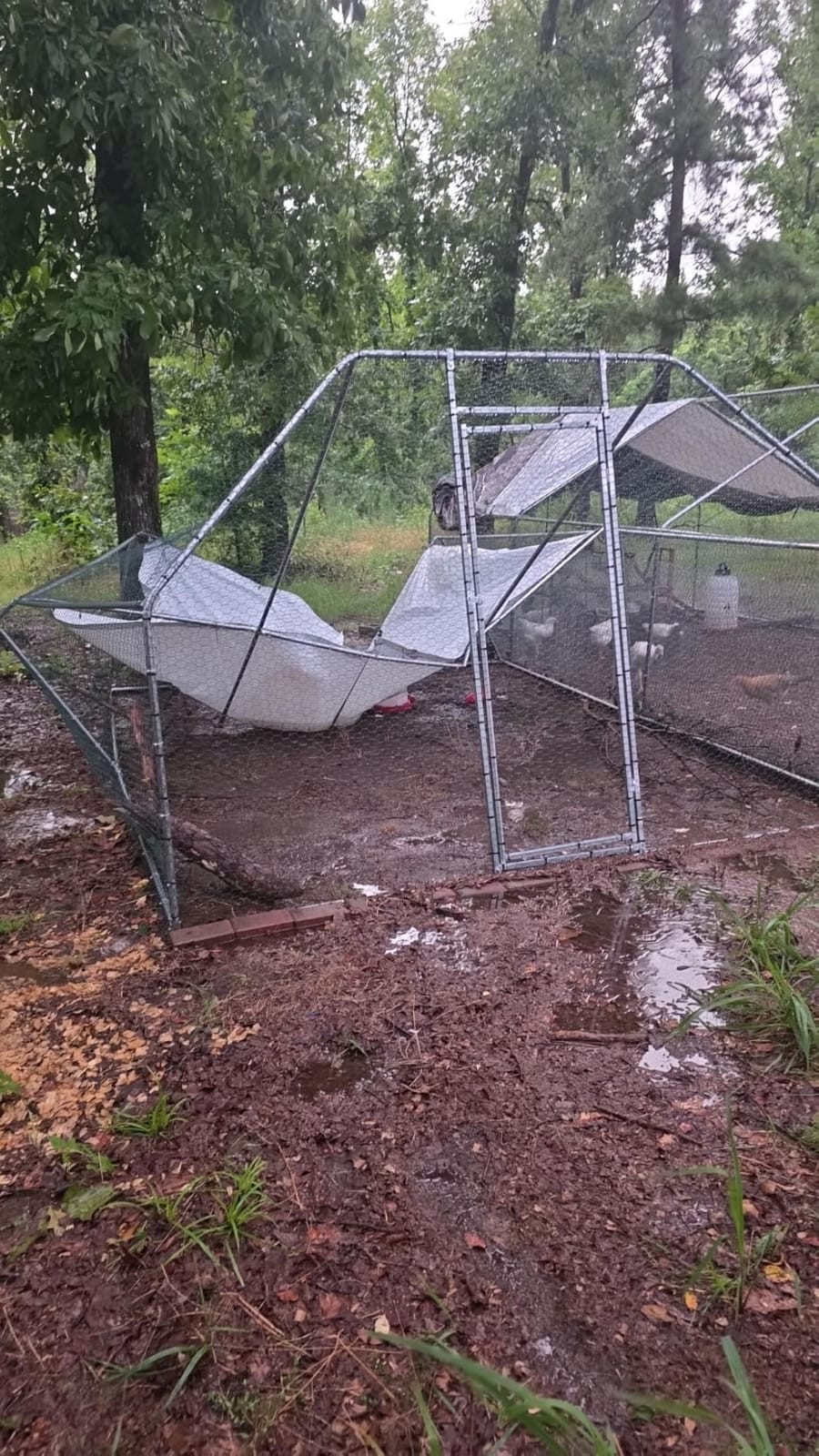 CHIKENCOOP 9.8 x 6.5 x 6.5 ft Metal Chicken Coop, Chicken Run with Cover customer photo 2