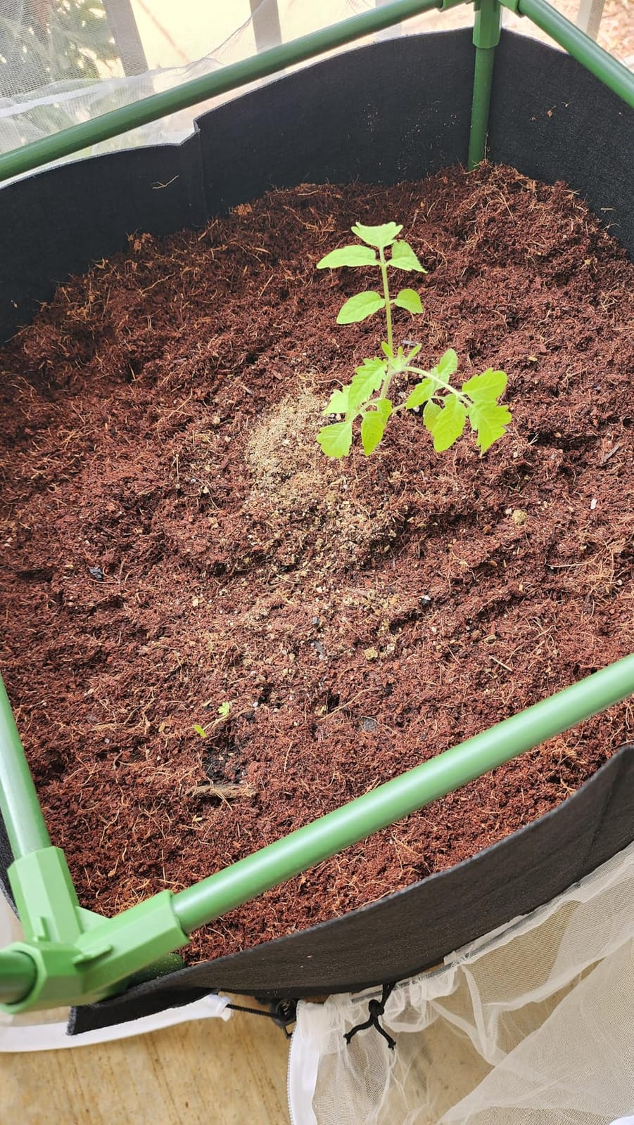 Back to The Roots Organic All-Purpose Plant Food (5 lb. Value Size), Premium Blend, Safe & Sustainable Vegan Formulation Made with Kelp and Alfaalfa Meal, Mycorrhize, and Rock Phosphate Minerals customer photo 2