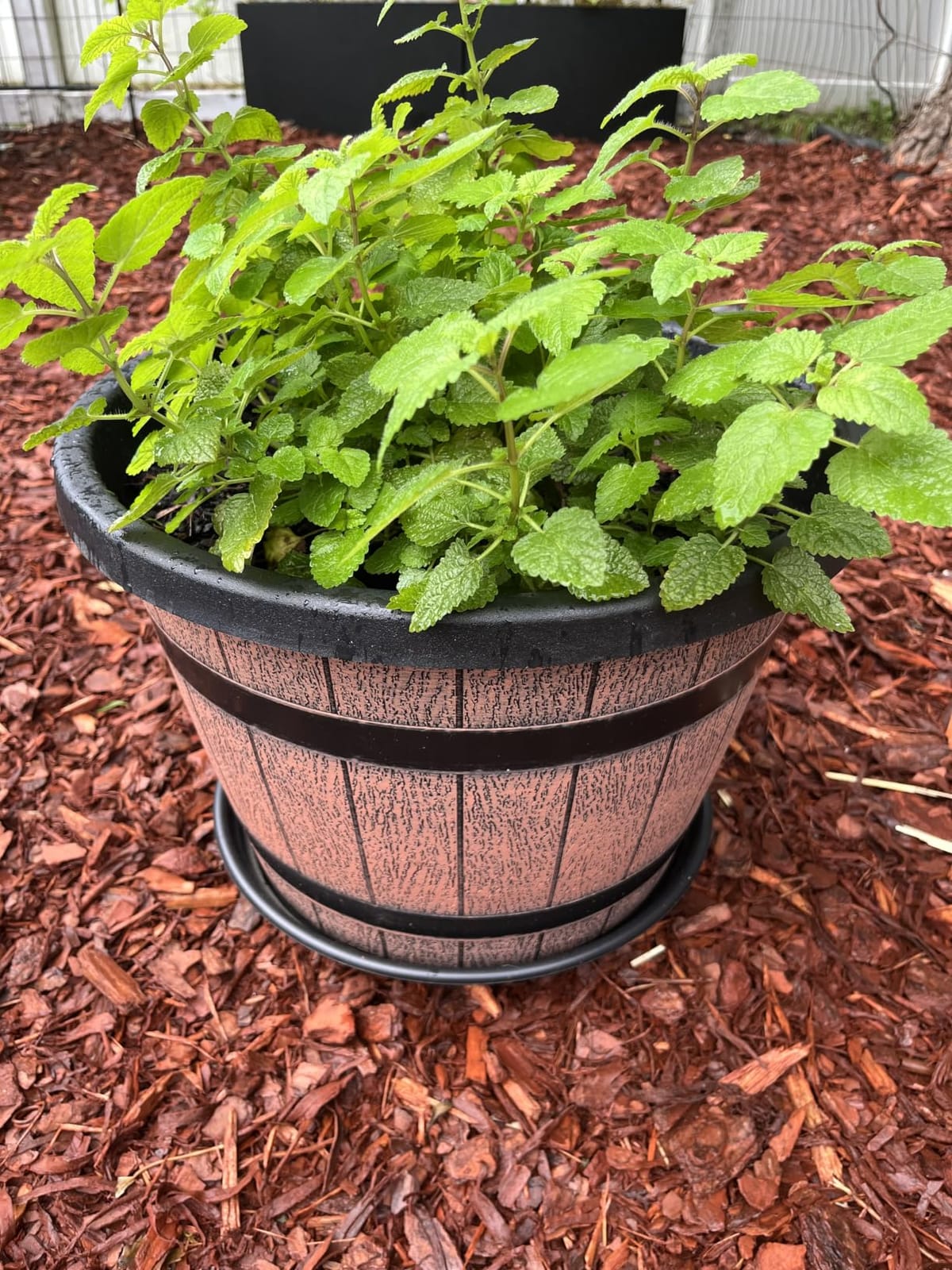 Quarut Large Plastic 3 Pack16 inch Plant Pots,Whiskey Barrel Planters with Drainage Holes & Saucer.Flower Pots Imitation Wine Barrel Design for Indoor & Outdoor Garden Balcony Plants.7 Gallons(Brown) customer photo 1