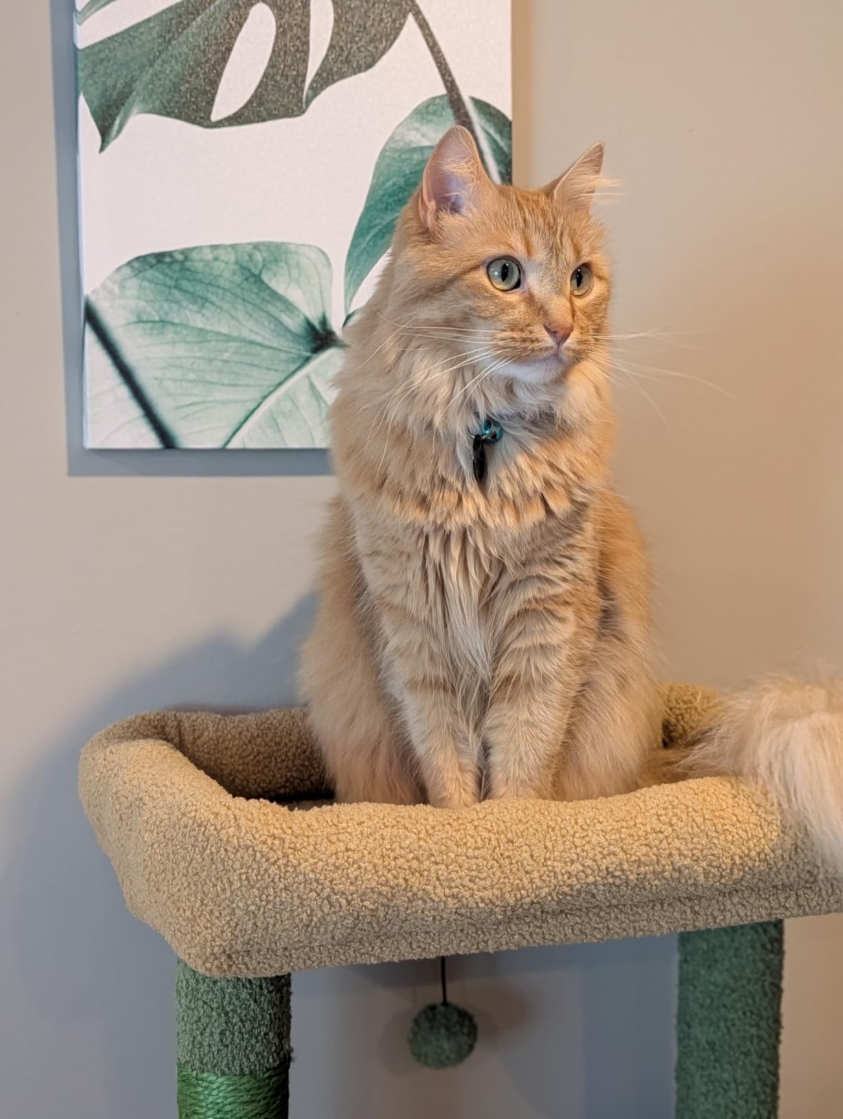 MUTTROS Cat Tree for Large Cats Adult with Metal Plush Big Hammock, 56.3