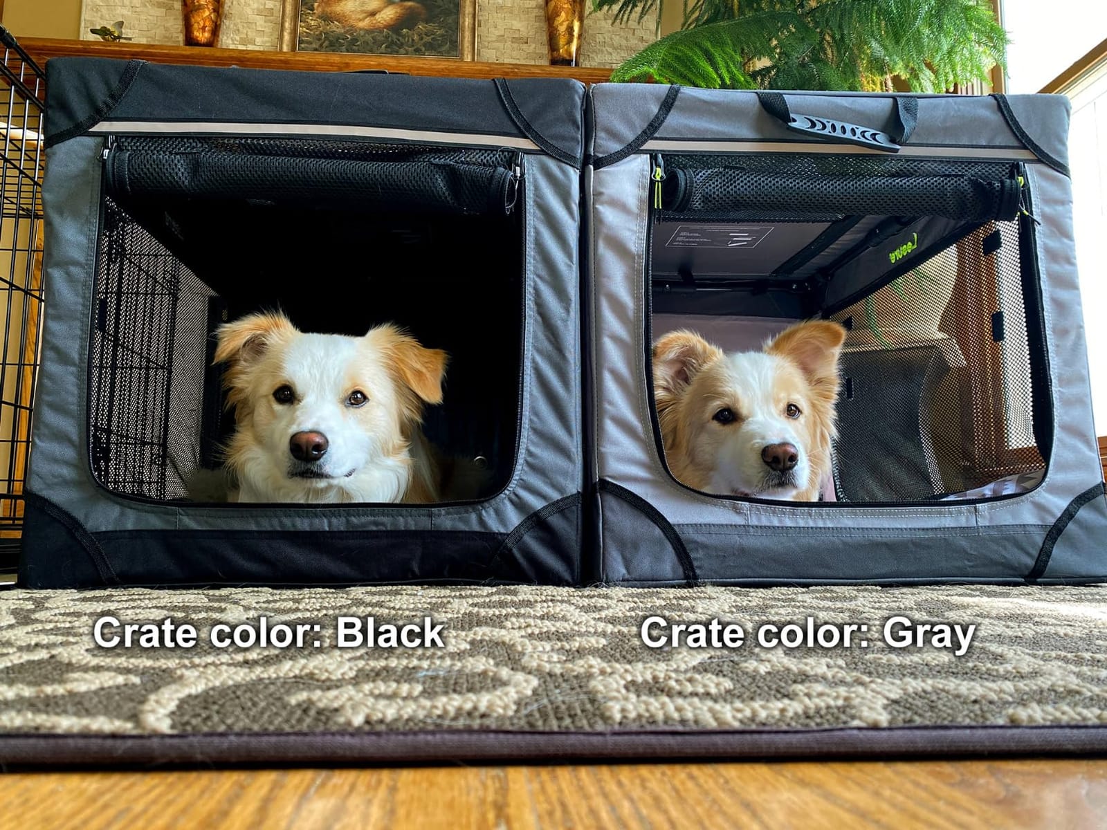 Lesure Today Show Soft Collapsible Dog Crates for Large Dogs, 36in Black | Portable Travel Camping Pet Kennel, 4-door, Indoor and Outdoor Use, Easy to Set Up and Fold, For Large Breeds Up to 70 lbs customer photo 1