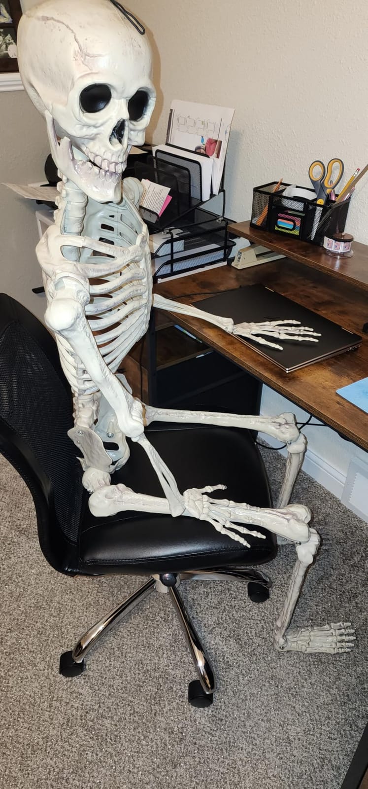 JOYIN 5.6 FT Halloween Posable Life Size Skeleton, Full Body Realistic Bones with Movable Joints, Giant Skeletons Halloween Decorations for Indoor Outdoor Haunted House Props, Spooky Scene Party Decor customer photo 2