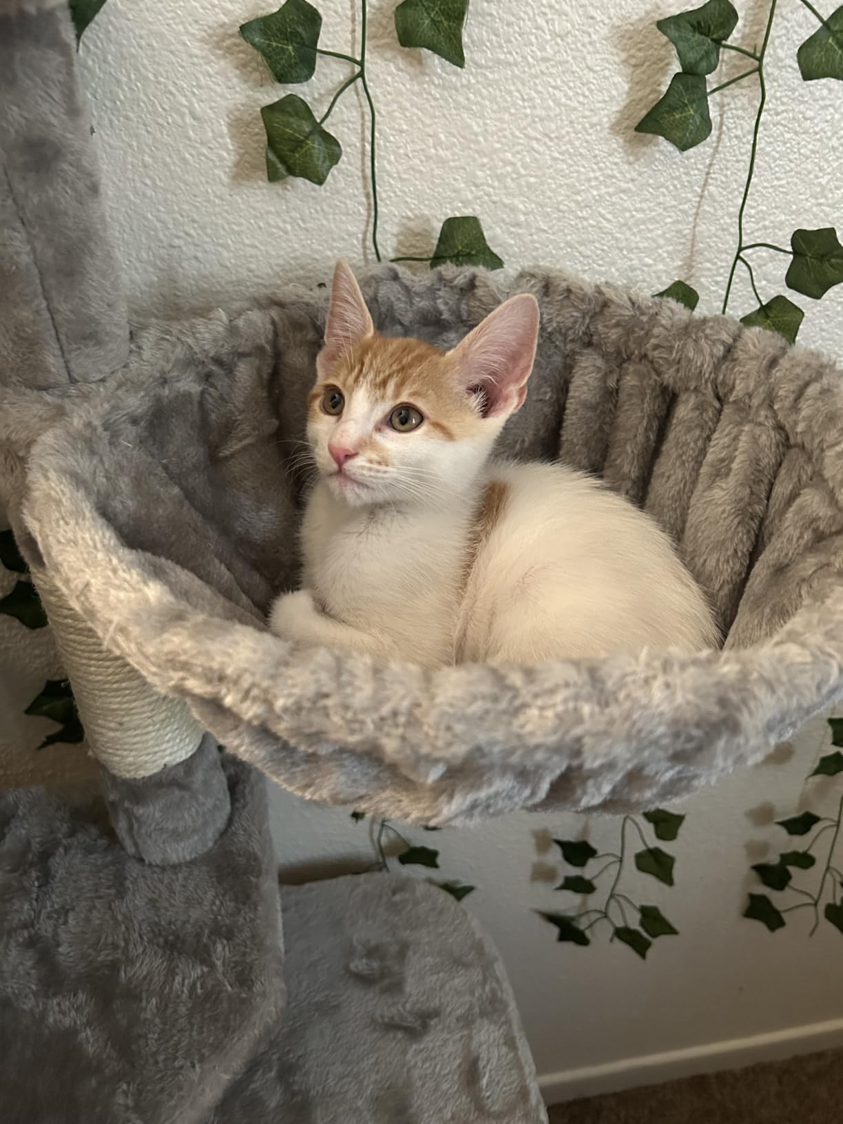 Hey-brother Cat Tree, Multi-Level Sisal Covered Scratching Posts, MPJ050W customer photo 1