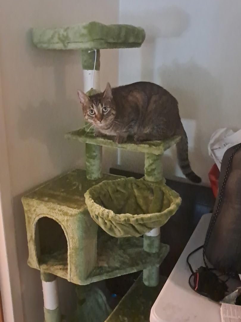 Hey-brother Cat Tree, Multi-Level Sisal Covered Scratching Posts, MPJ050W customer photo 2