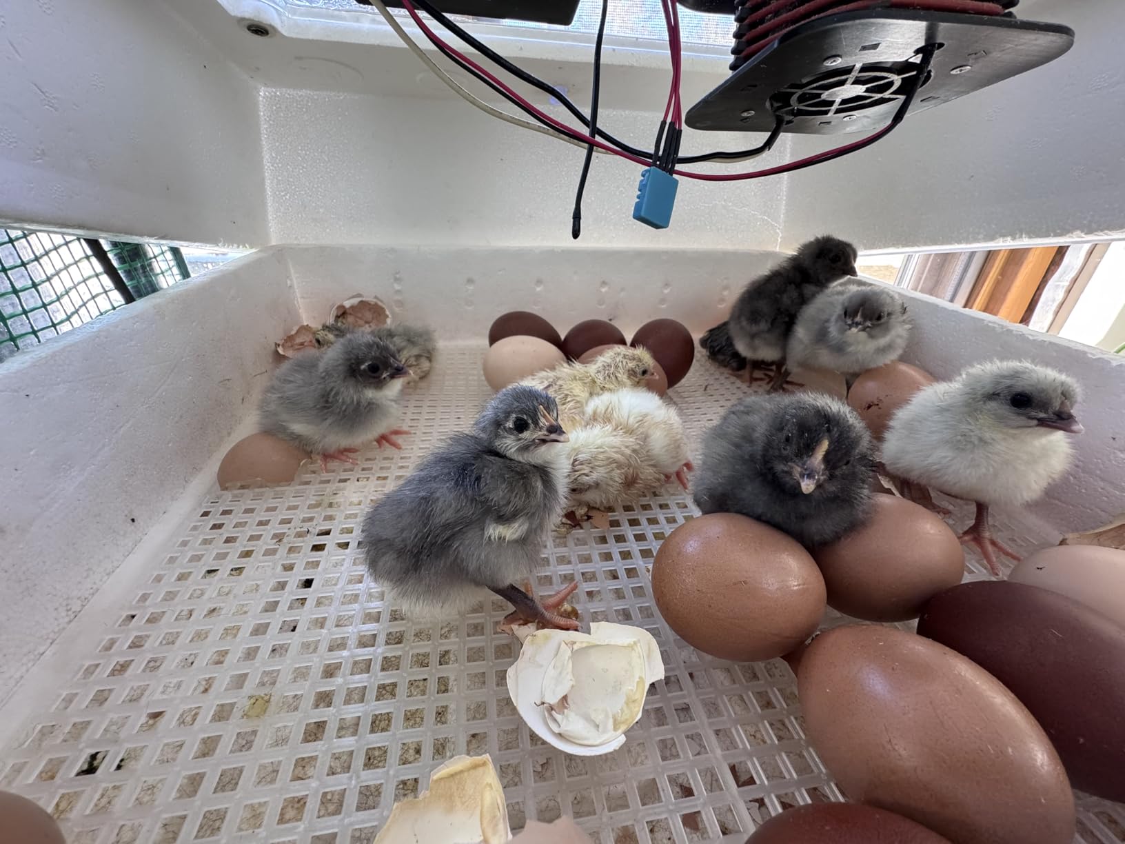 Tetuga Brooder Heat Plate 12 X 16” Chick Heating Plate Warm Up to 40 Chicks customer photo 2