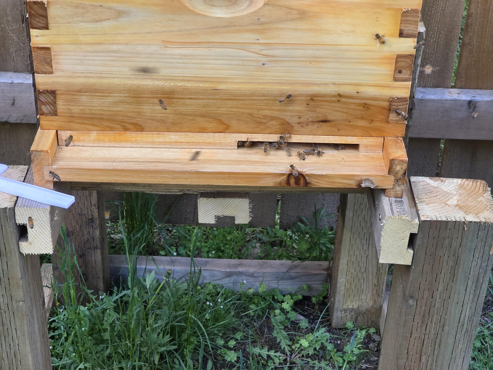 BeeCastle 10-Frame Langstroth Beehive with Windows, Beeswaxed Coated Bee Hive for Beginners with Beehive Frames and Waxed Foundations (2 Deep Bee Boxes & 1 Medium Super Bee Box) customer photo 1